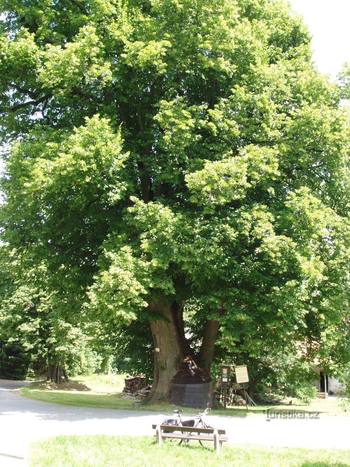 Bratrská Linde im Dorf Kunvald bei Žamberk