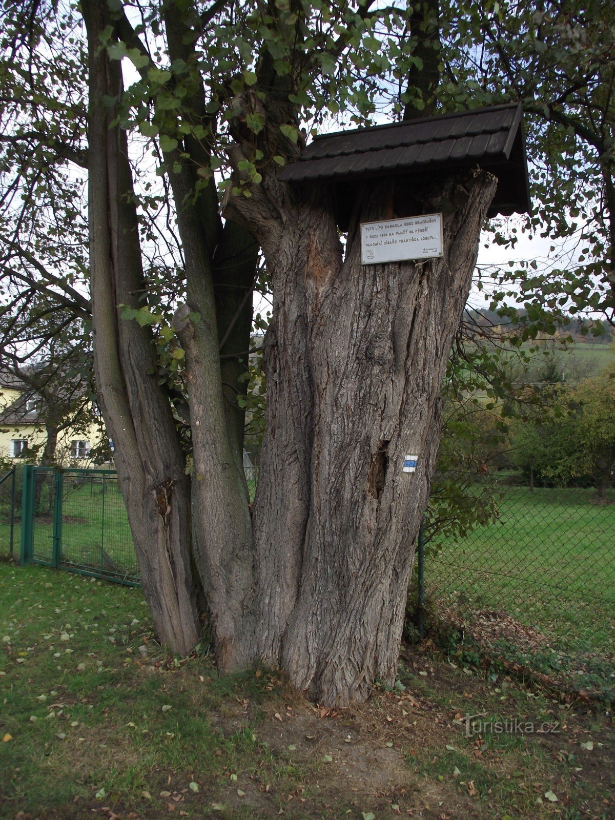 Bratrušov - memorial linden