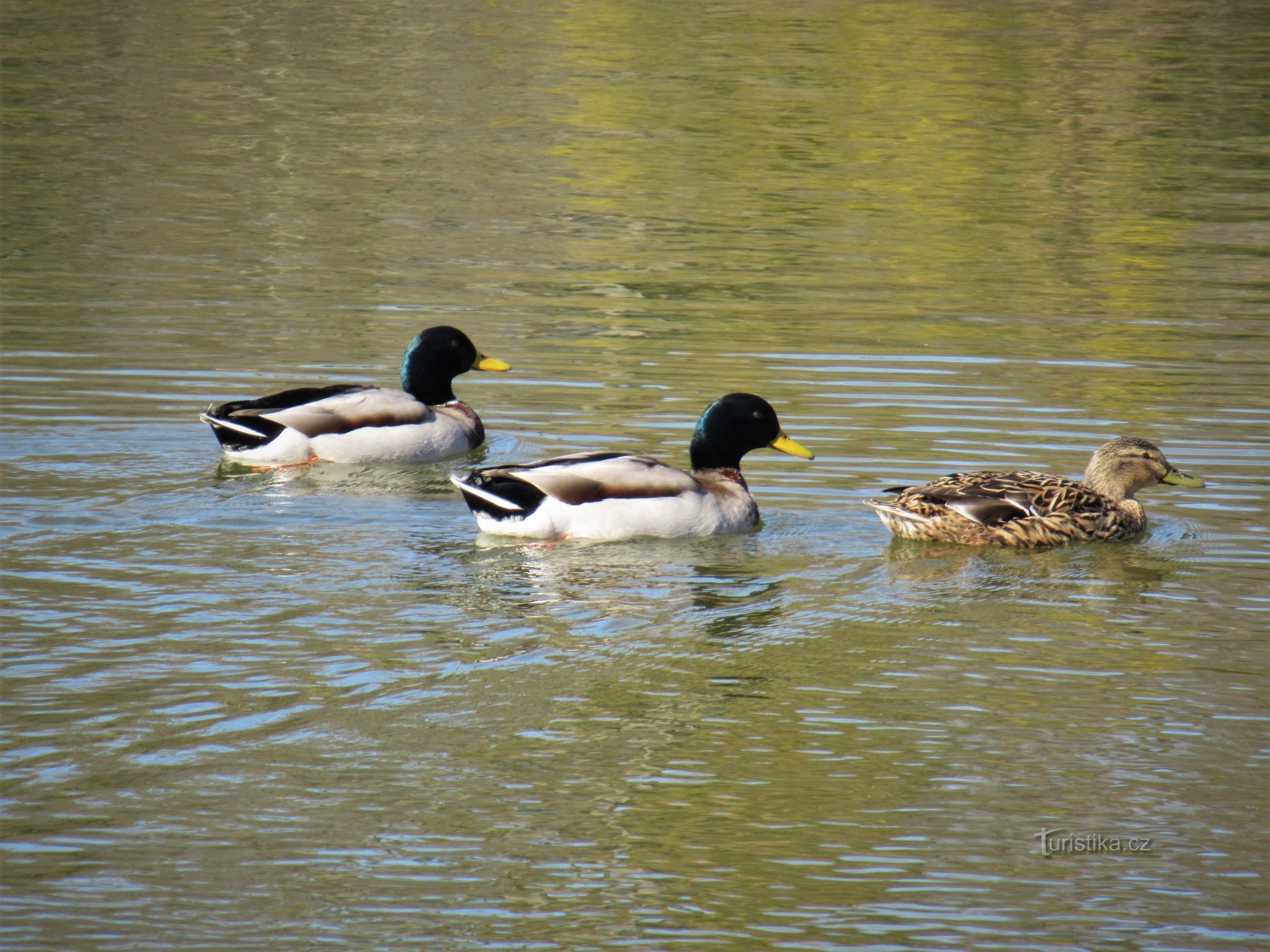 Břeclav - Včelín-Schwimmbad