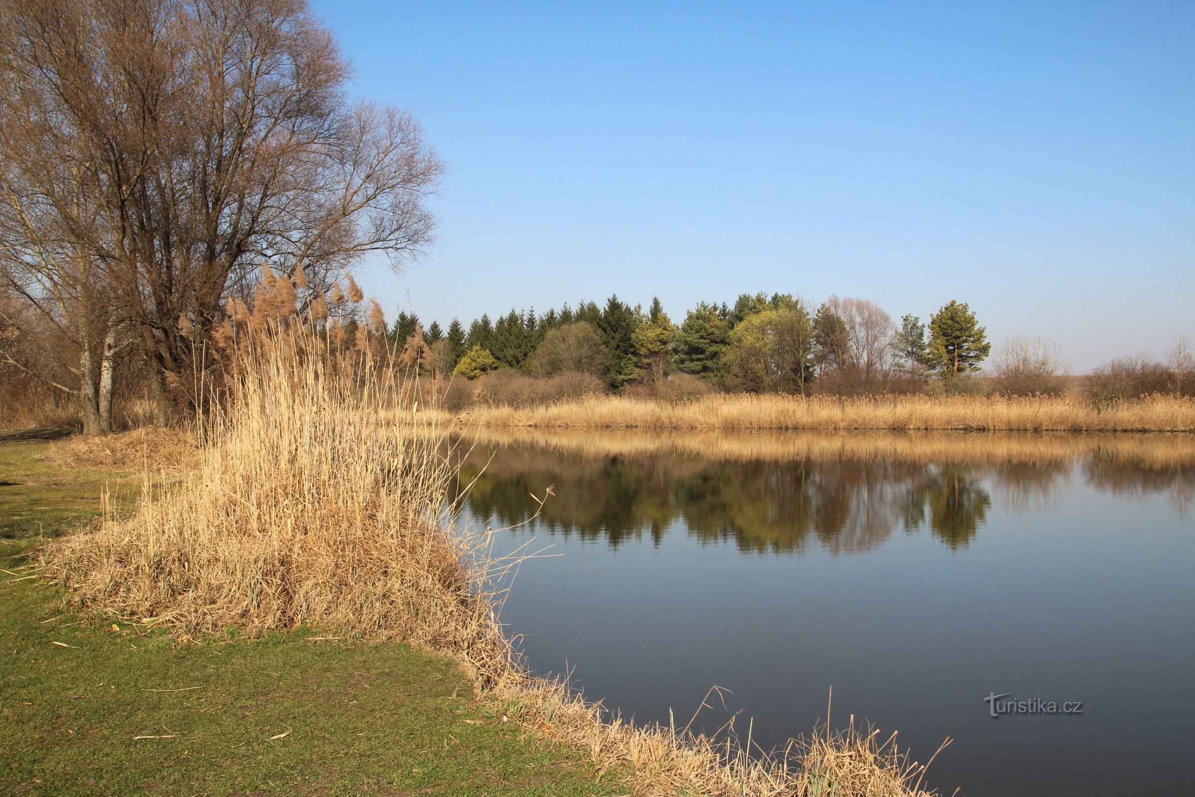 Vegetație riverană și stuf în partea superioară a lacului de acumulare