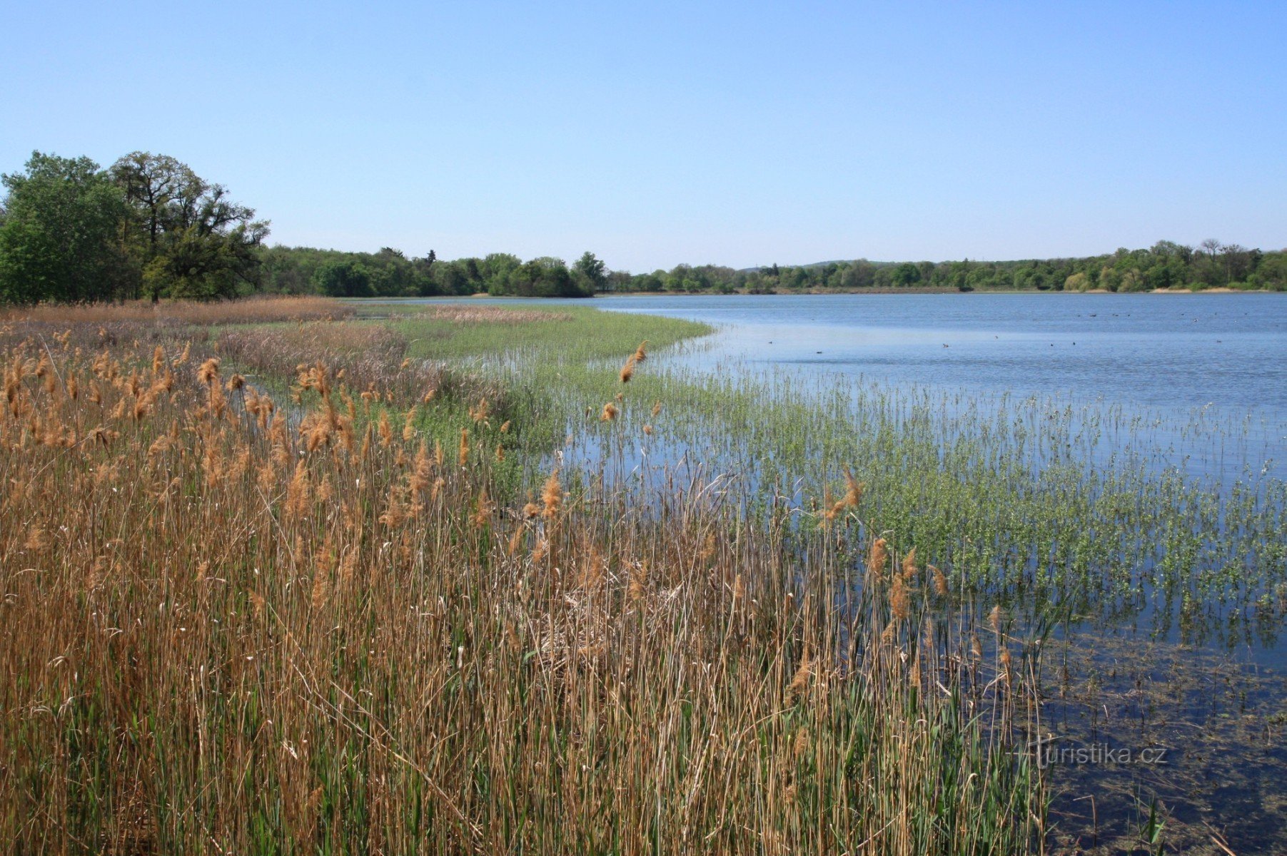 Riparian vegetation on Prostřední rybník