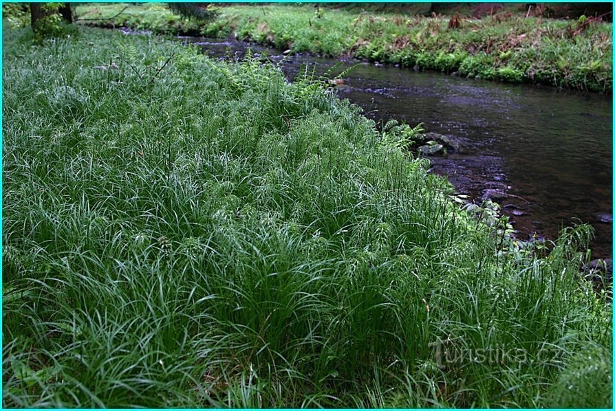 Les rives et la rivière Chřibská Kamenice.