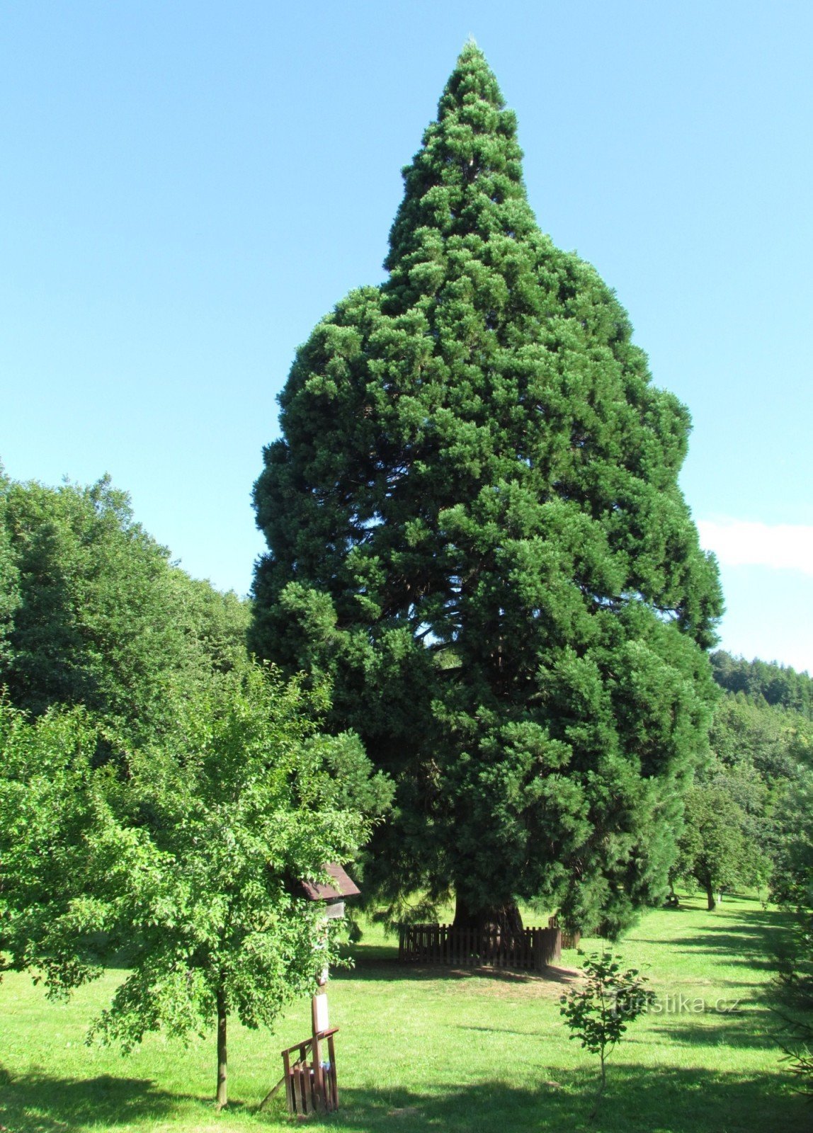 Břestek - Chabaně - sequoia gigante