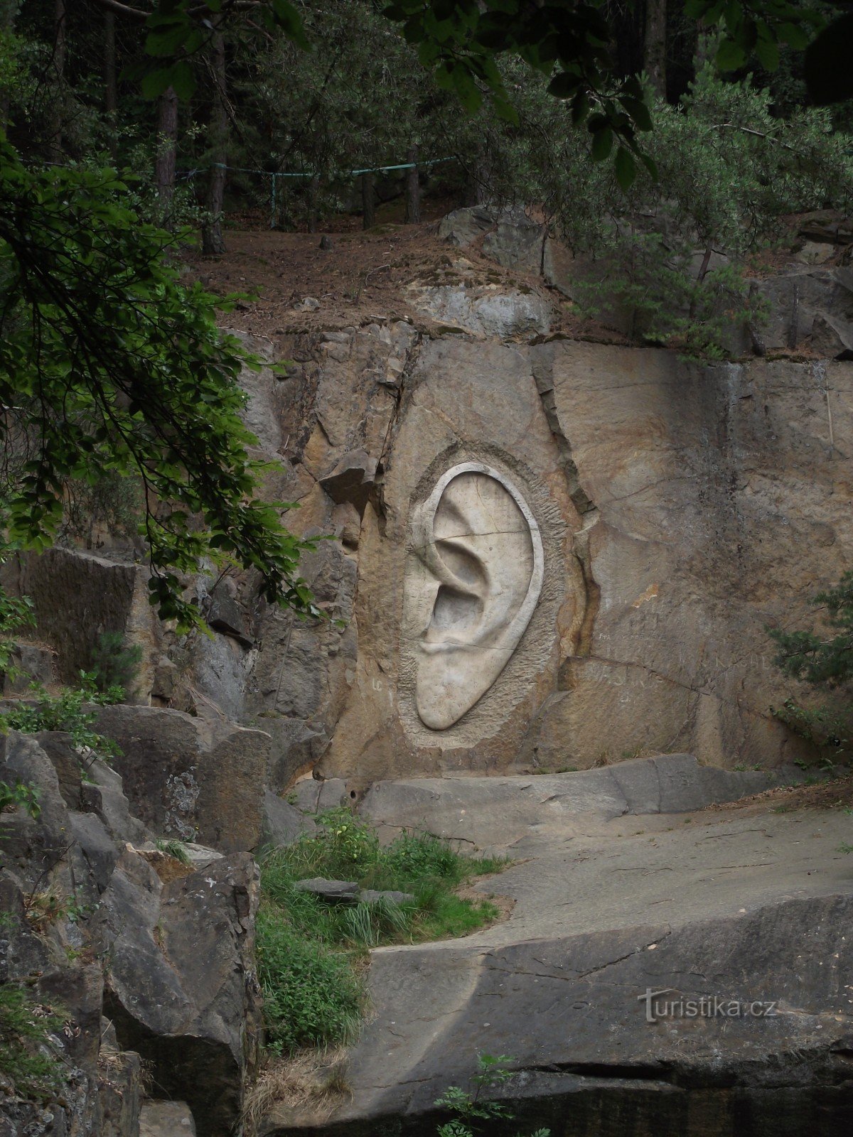 oreja de Bretschneider