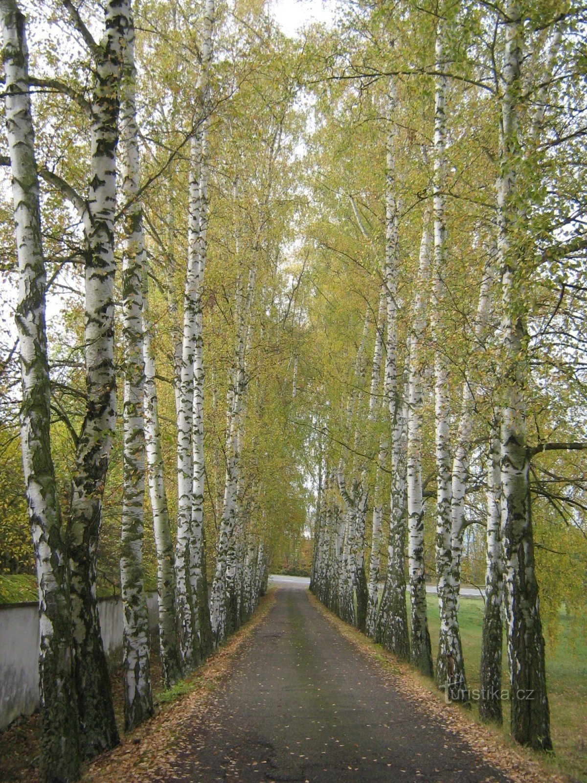 Březina - březová alej k zámku