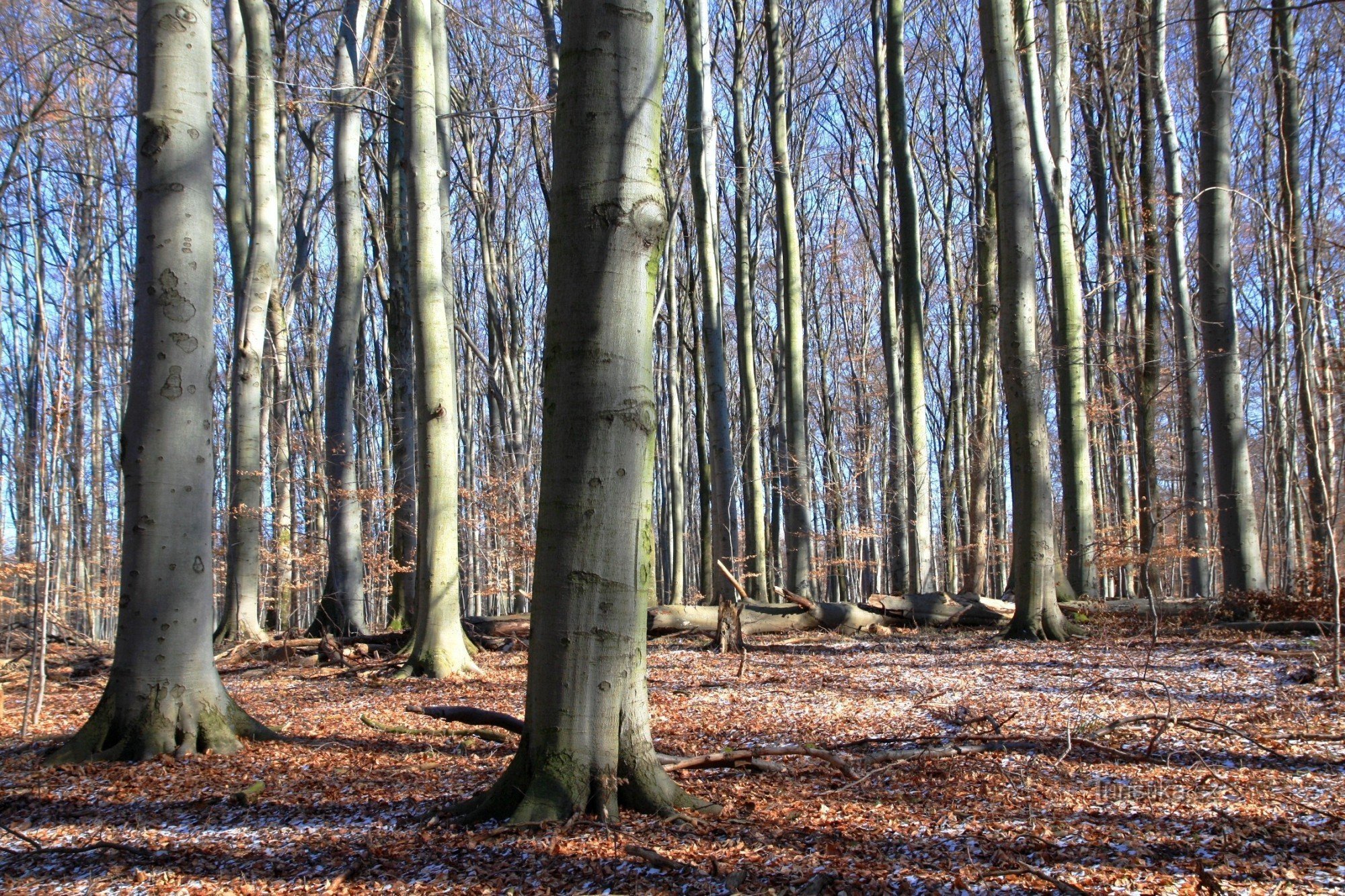 Březinka - reserva natural