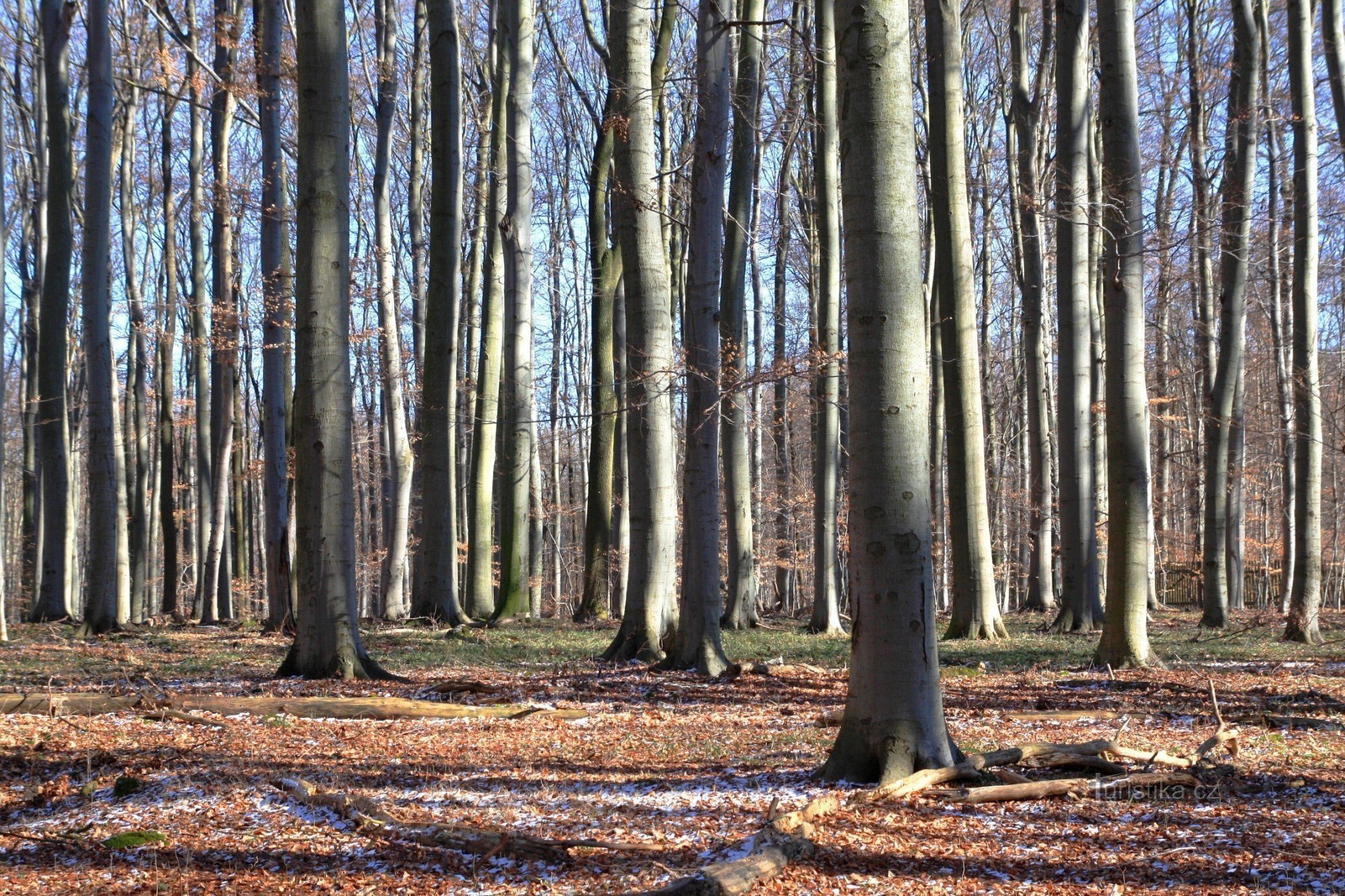 Březinka - khu bảo tồn thiên nhiên