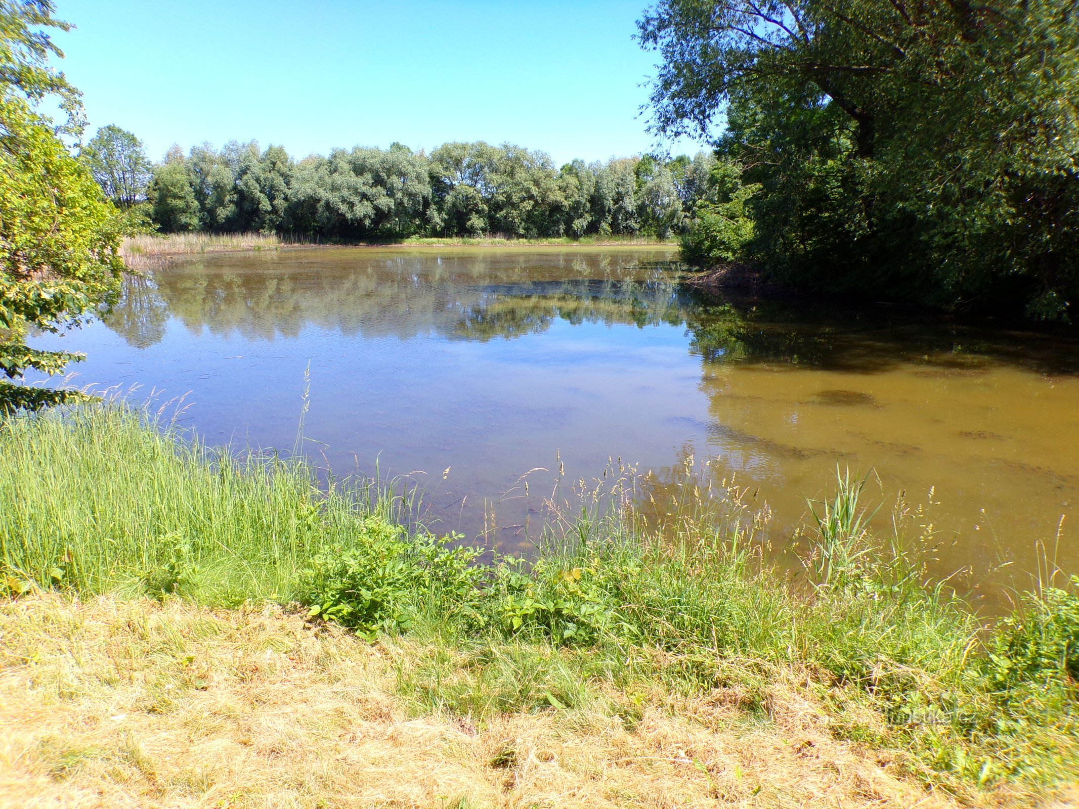 Březin-vijver (Voleč, 15.6.2022/XNUMX/XNUMX)