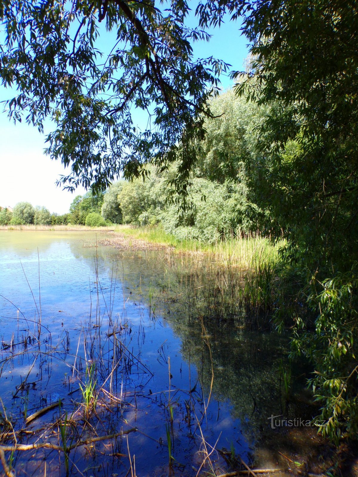 Březin Pond (Voleč, 15.6.2022/XNUMX/XNUMX)