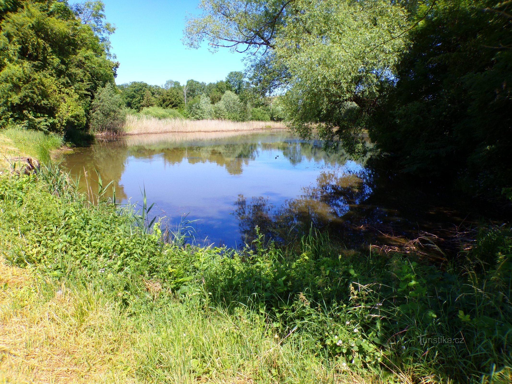 Březin Pond (Voleč, 15.6.2022/XNUMX/XNUMX)