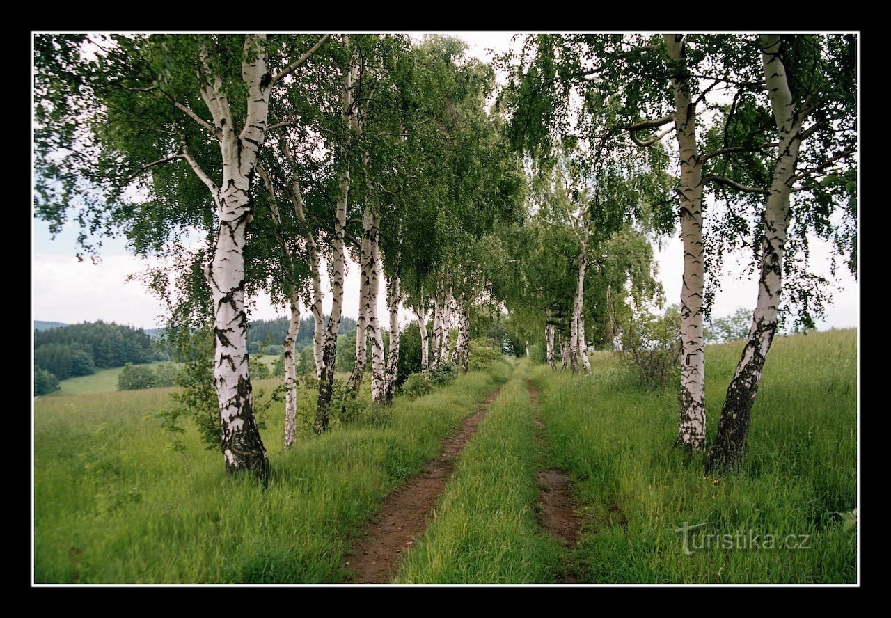 allée de bouleaux au-dessus de Nový Vilémovice