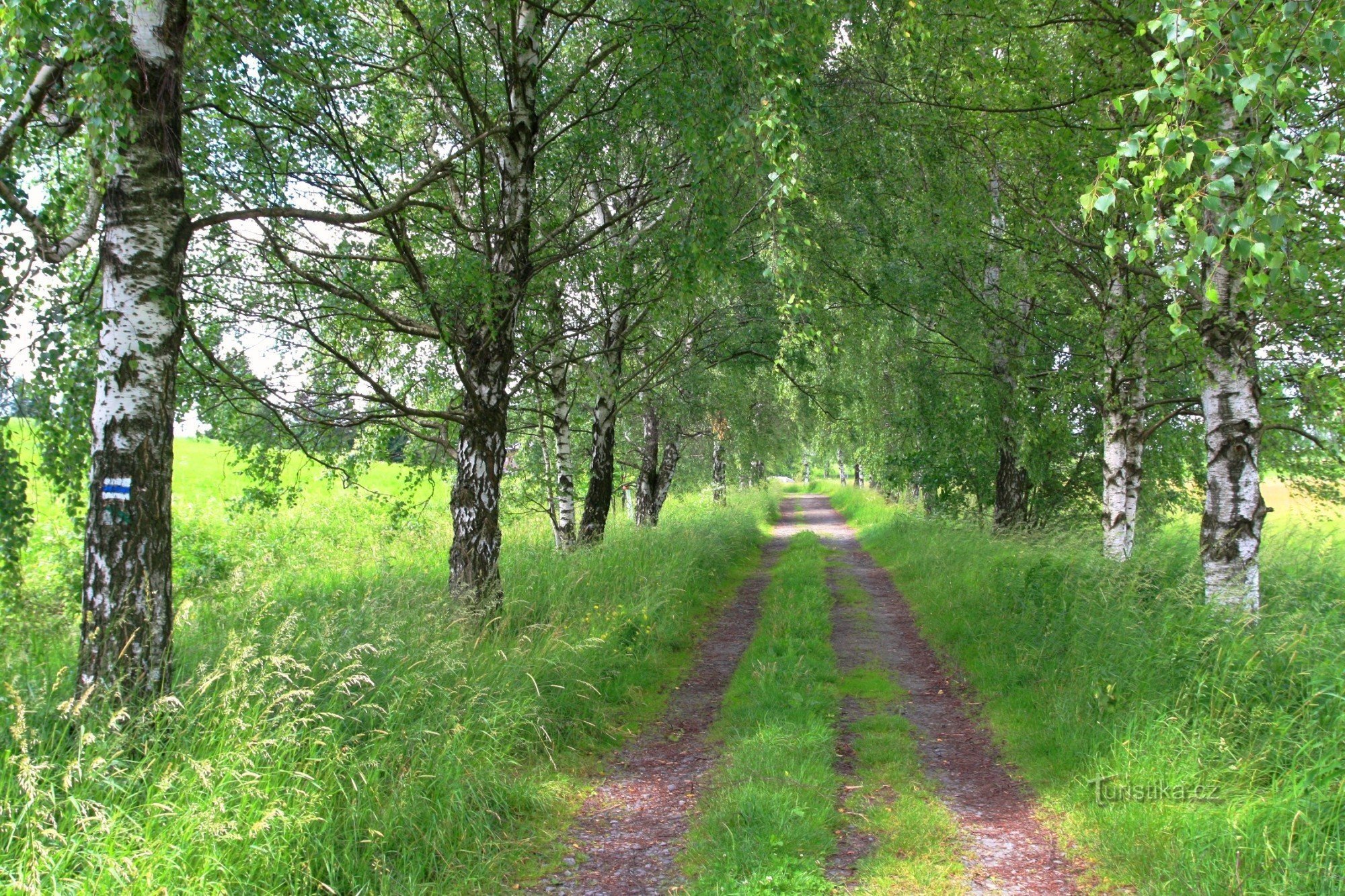 Březová alej near Radostín