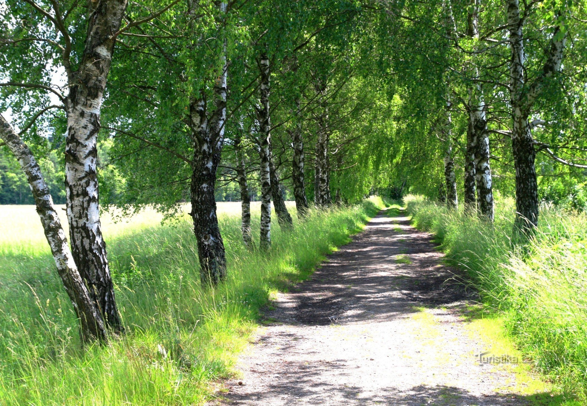 Březová alej near Radostín