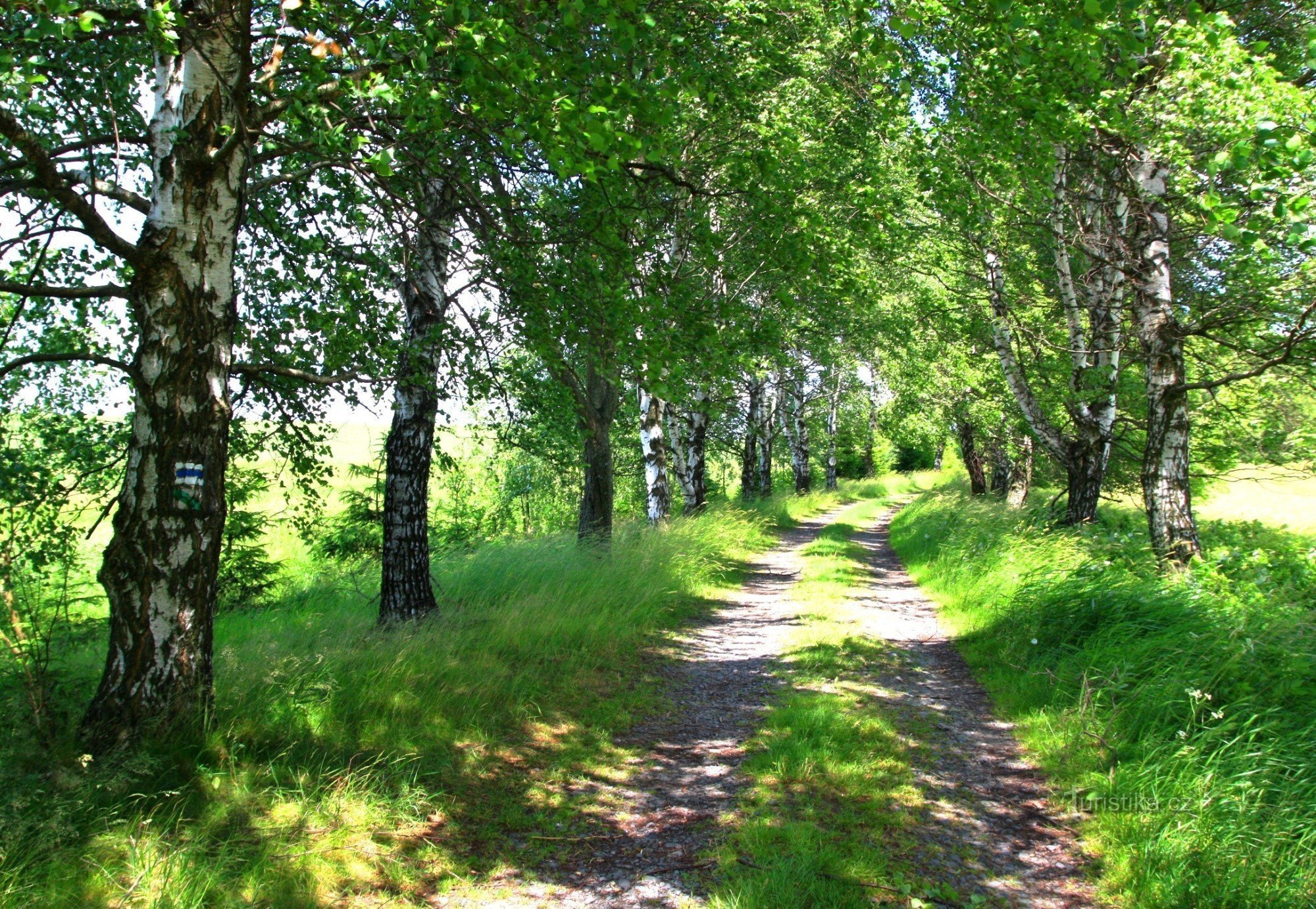 Březová alej near Radostín