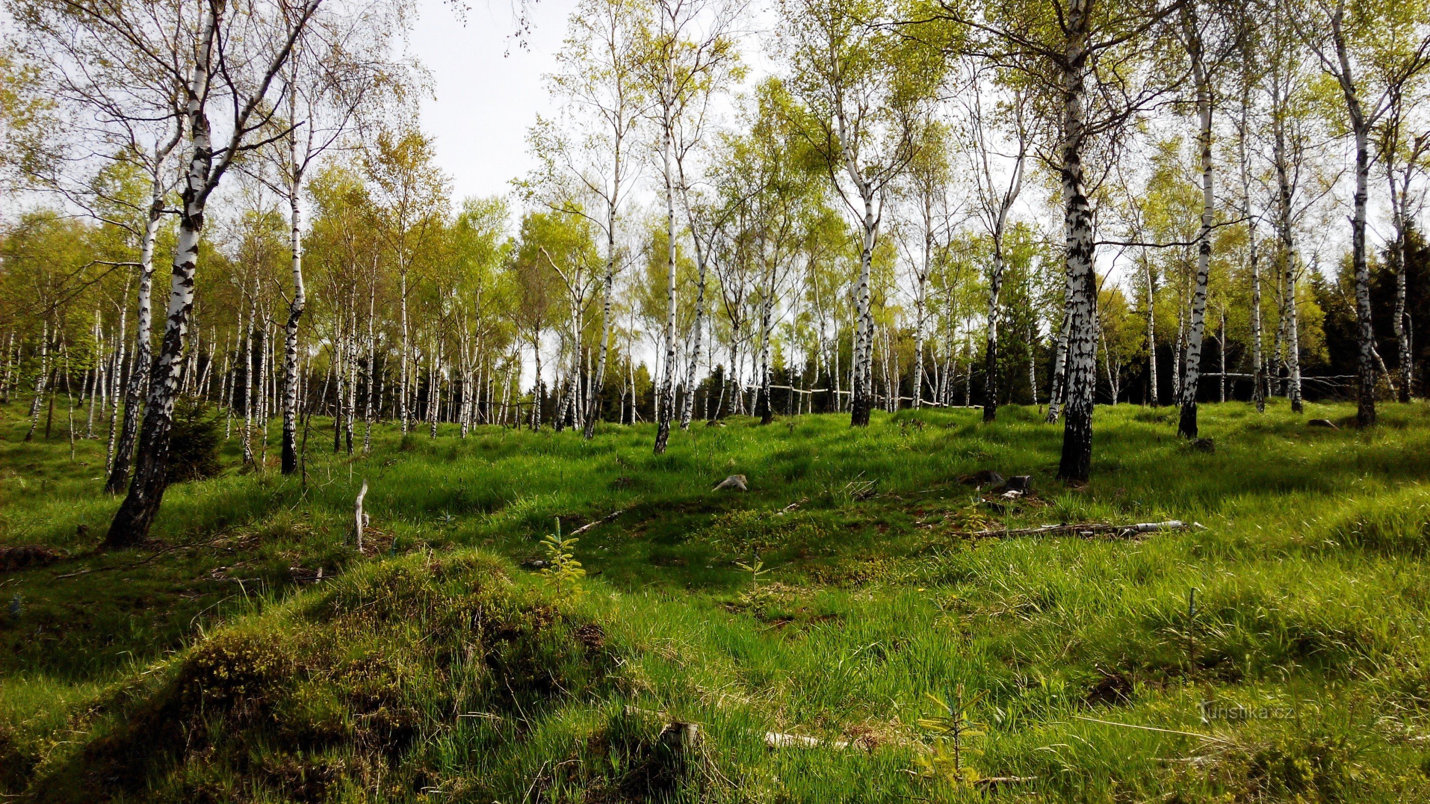 bosque de bétulas