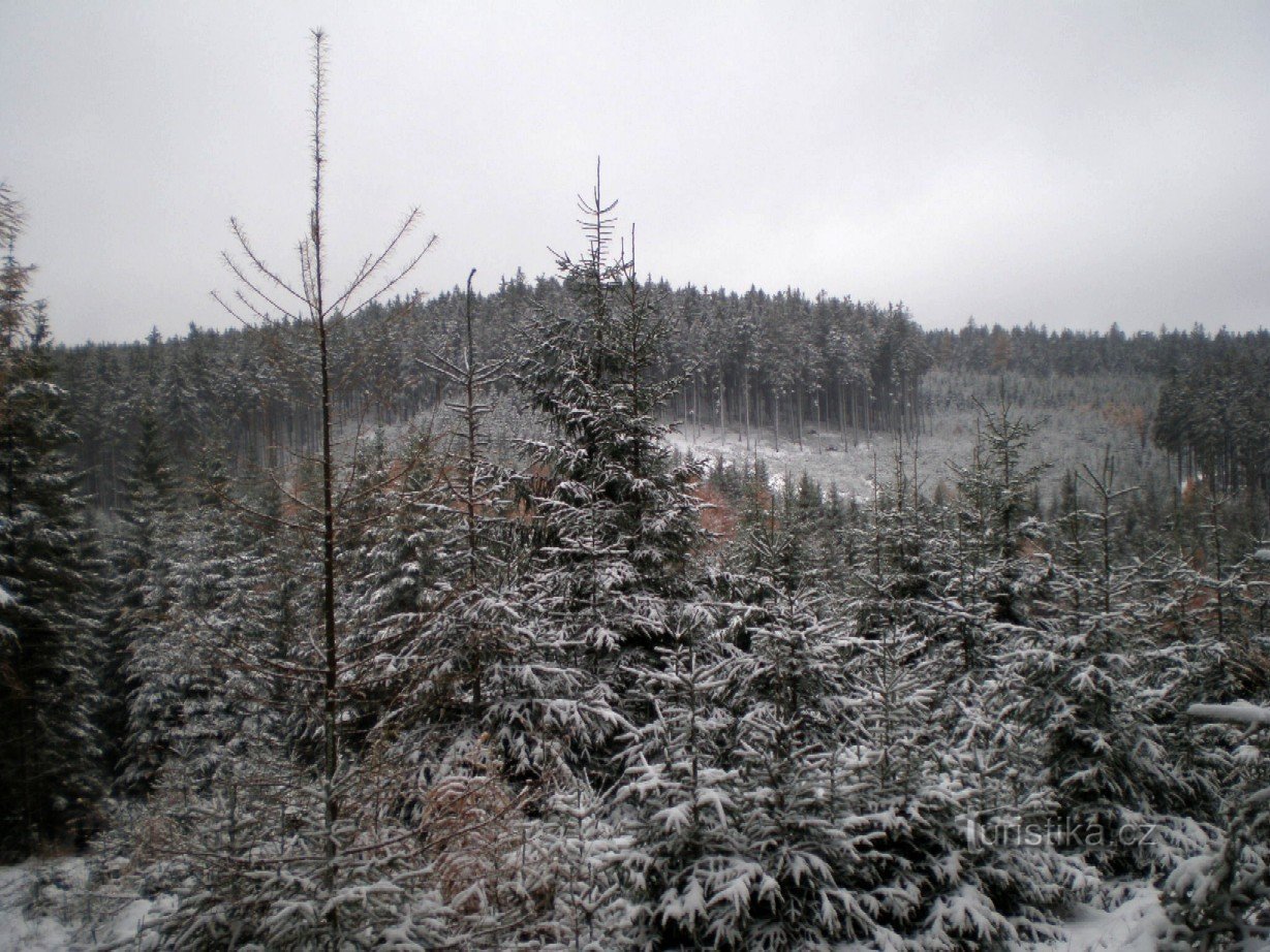 Brzozowe Wzgórze (785m)