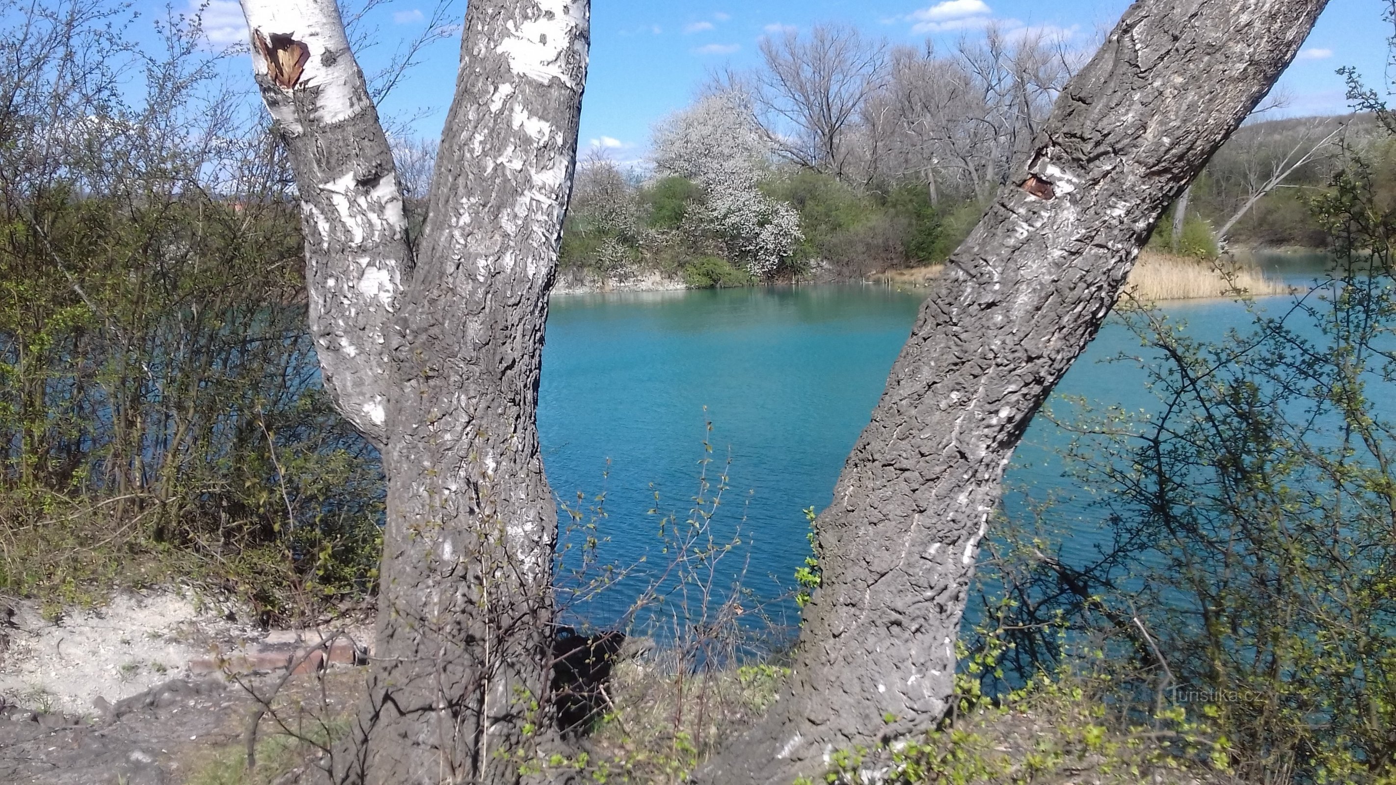 берези і поверхні води