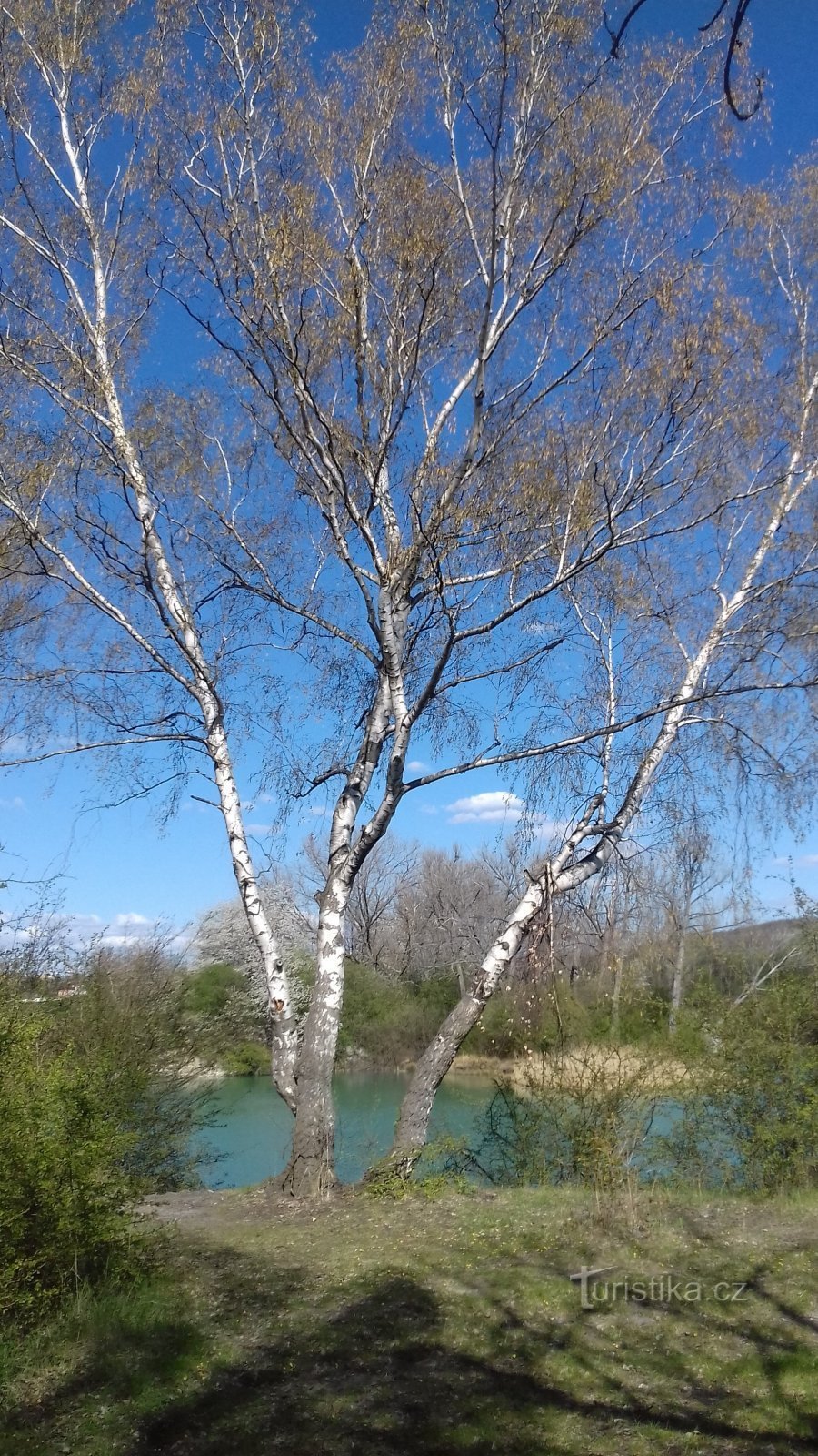 berkenbomen aan de kust