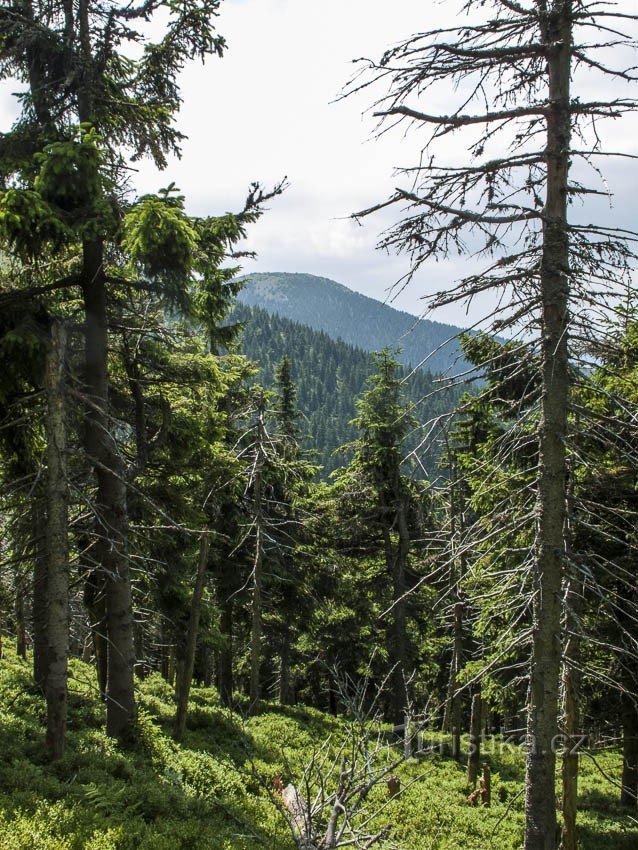 Škriljeva planina