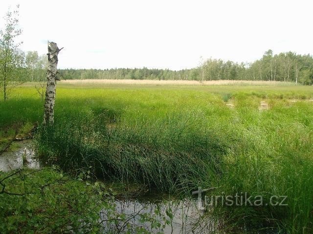 Betulla in una zona umida: vicino all'insediamento di Hájek, vicino a Františkovy Lázně, si trova la