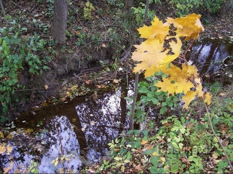 Břízka: Kilátás a patakra