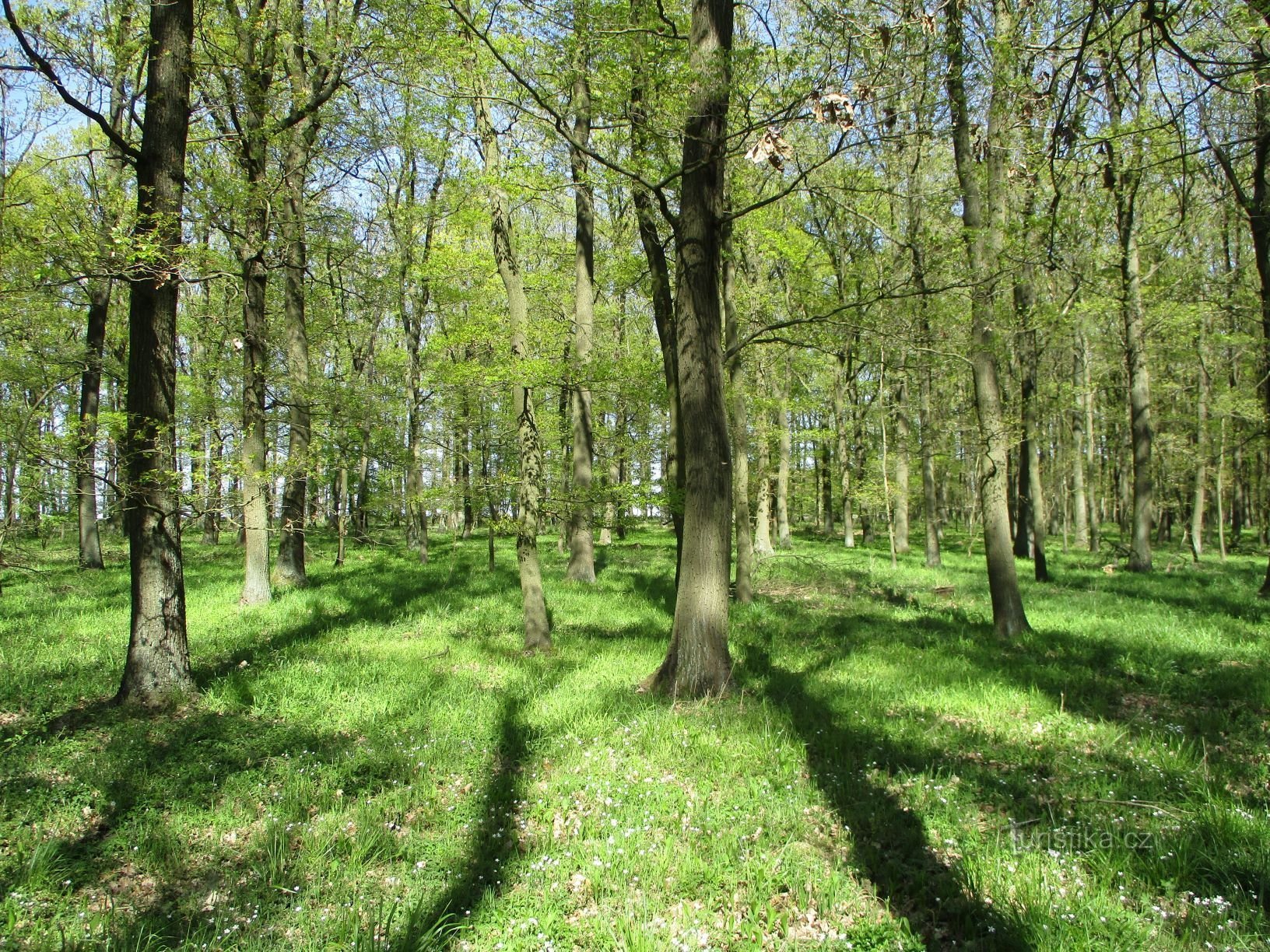 Břízský les (Probluz, 27.4.2020.)