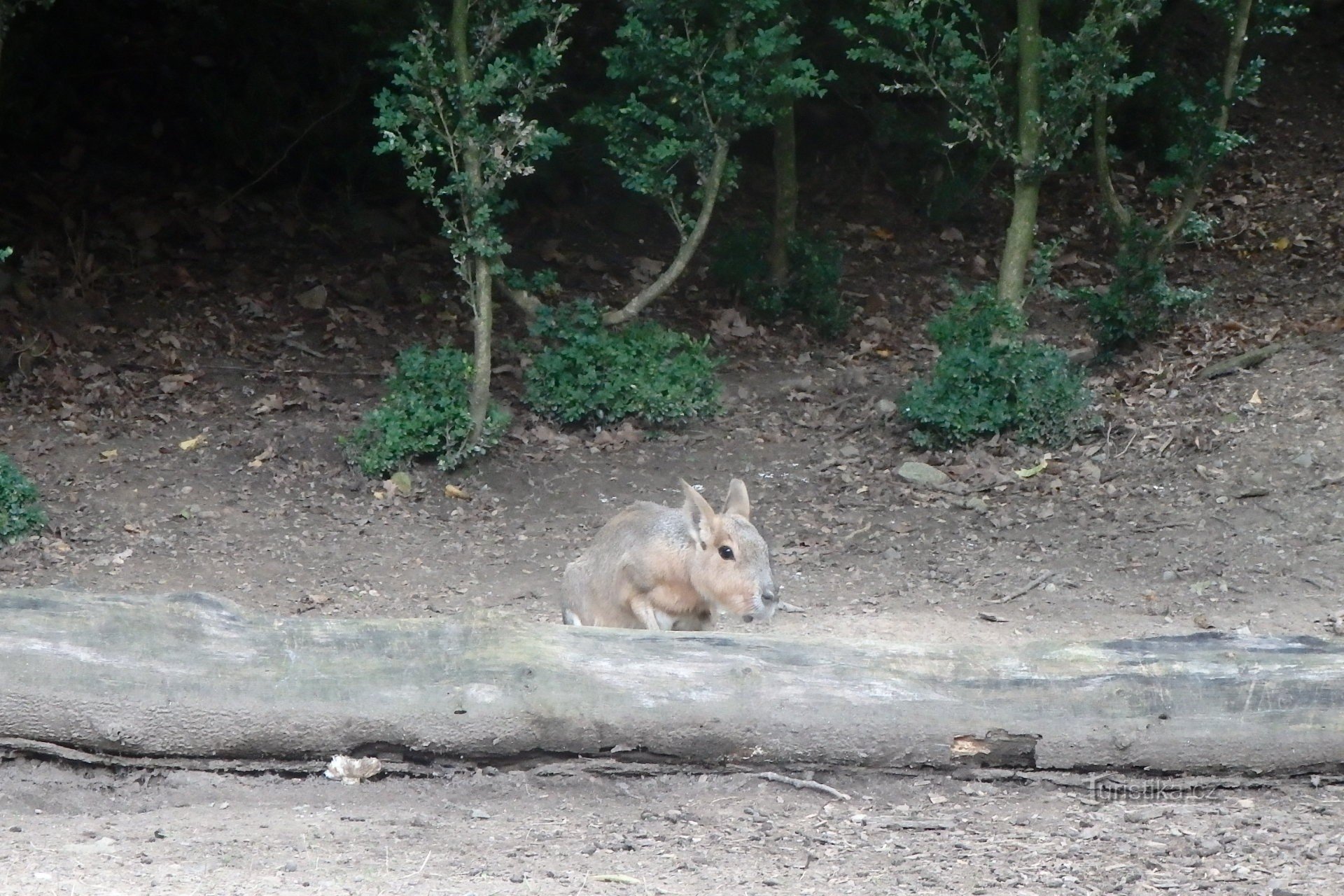 Grădina Zoologică din Brno