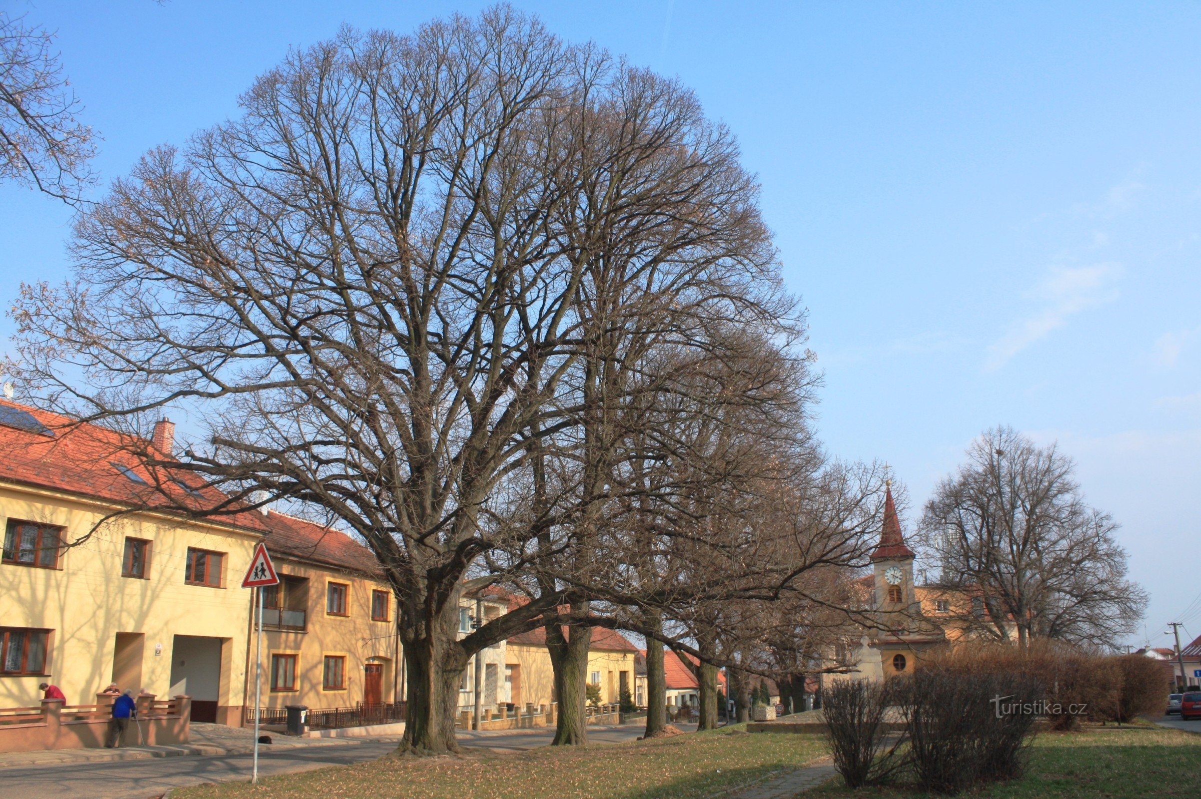 Brno-Bosonohy - Linde hundert Reihe