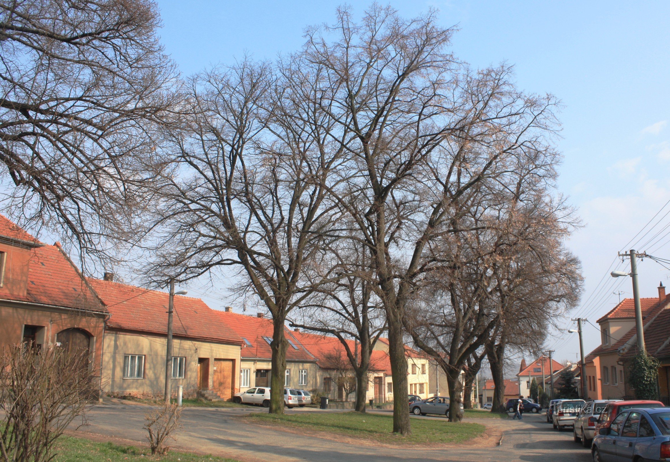 Brno-Bosonohy - cent rangées de tilleuls