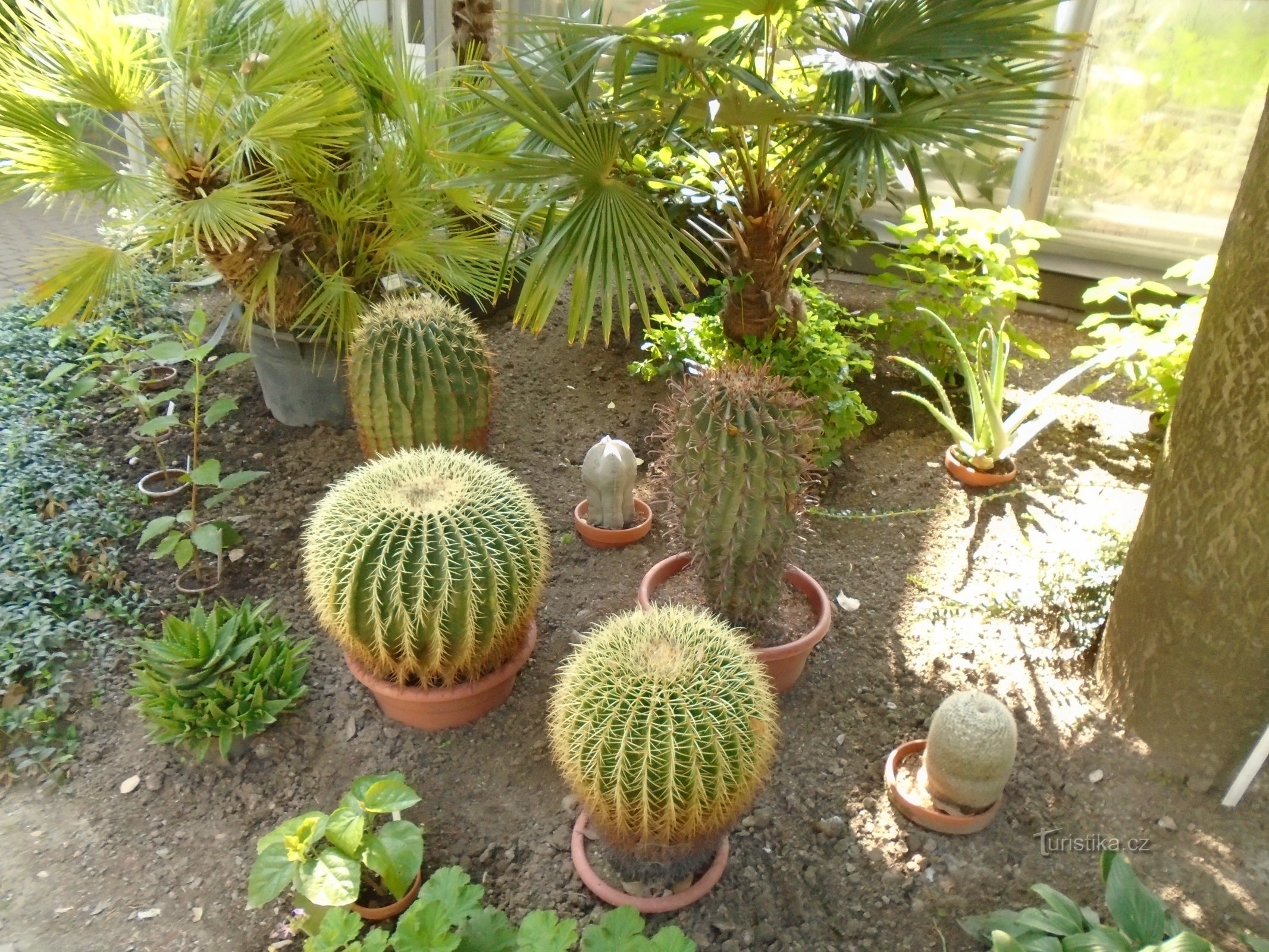 JARDÍN BOTÁNICO DE BRNO