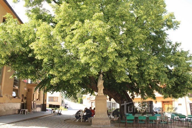 Brno-Bystrc - mindeværdigt lindetræ