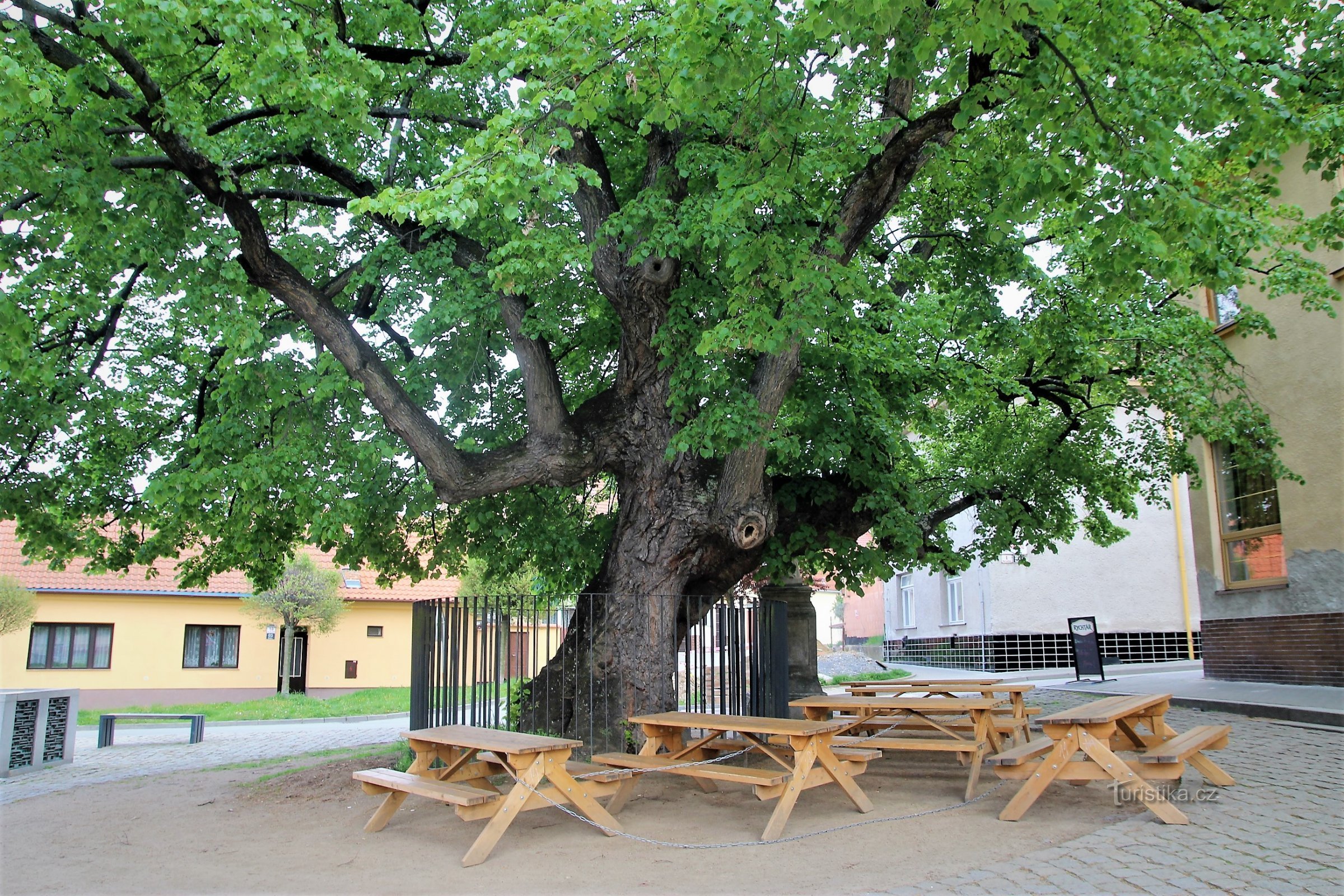Brno-Bystrc - mindeværdigt lindetræ
