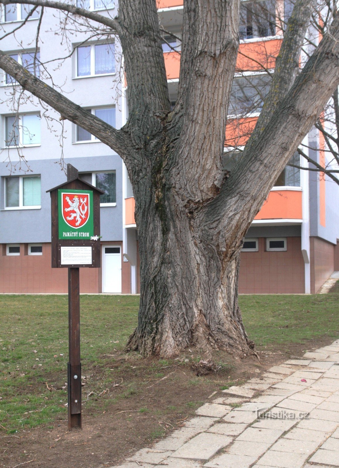 Brno-Chrlice - Álamo canadiense