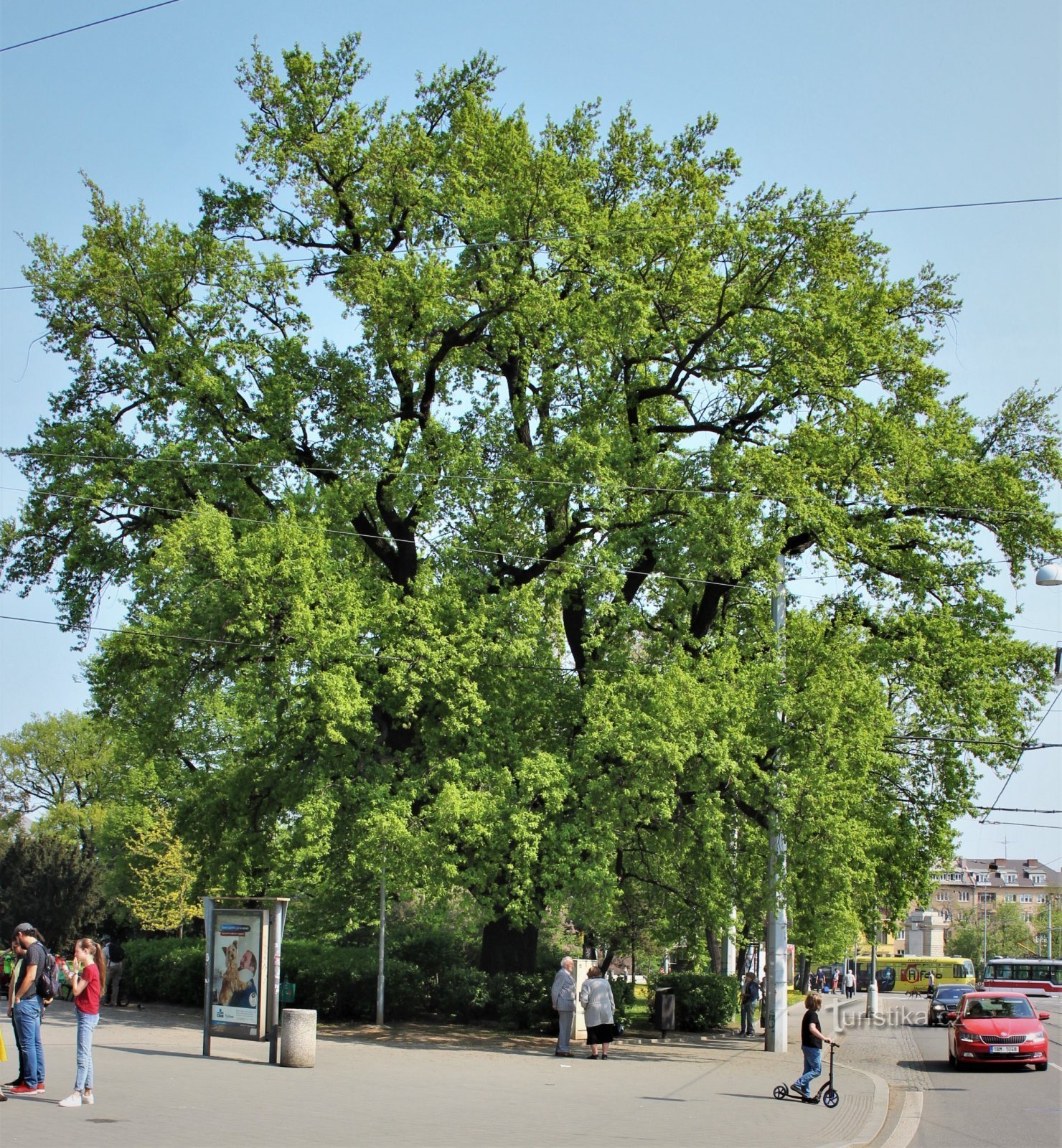 Brno - cây sồi ở lối vào Moravské náměstí
