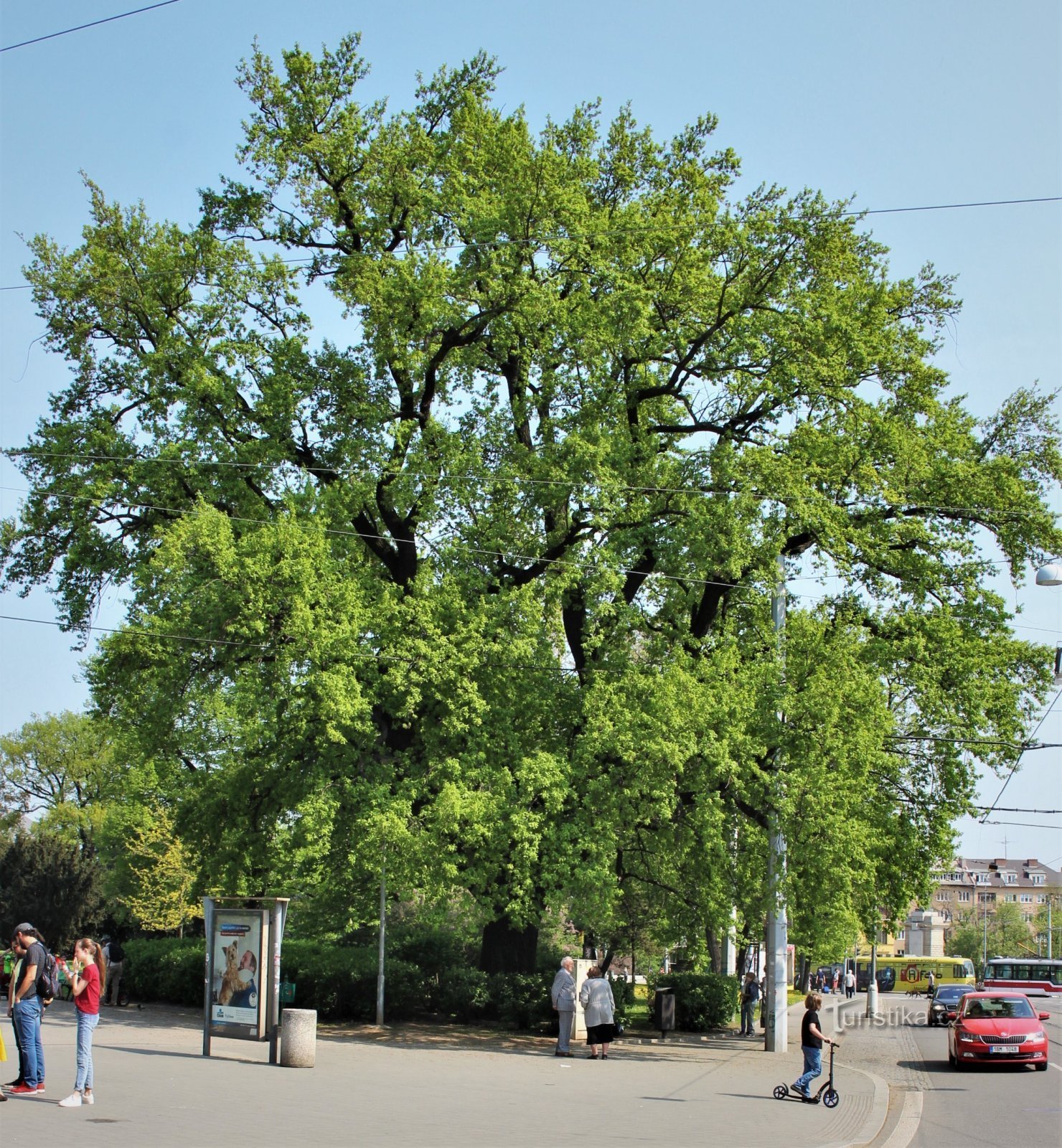 Brno - an oak tree at the entrance to Moravské náměstí