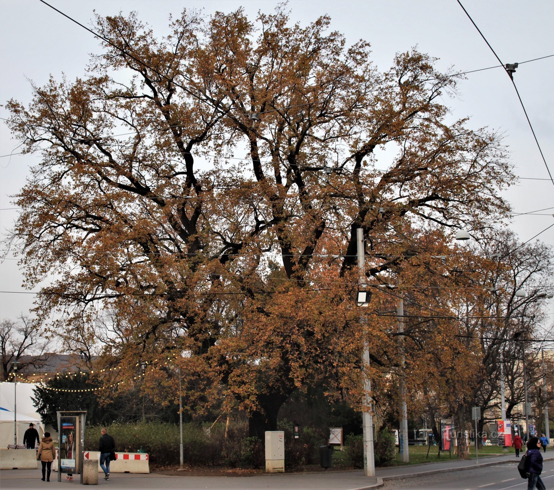 Brno - an oak tree at the entrance to Moravské náměstí