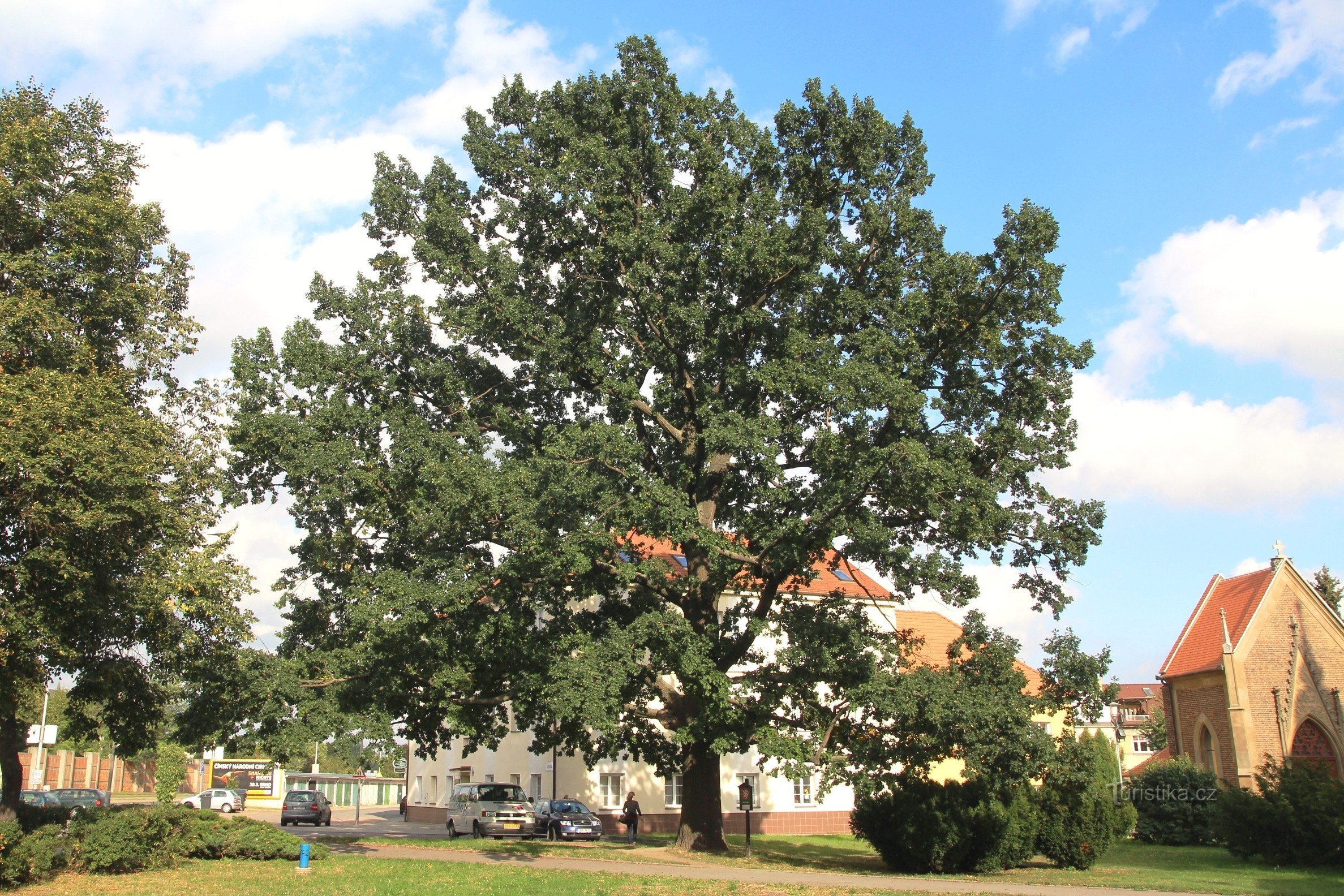 Brno-Komárov - oak tree near the church of St. Lily