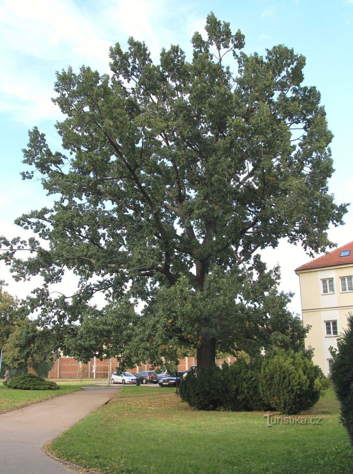 Brno-Komárov - stejar lângă biserica Sf. Crin