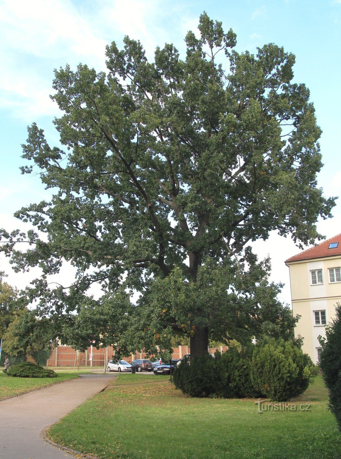 Brno-Komárov - quercia vicino alla chiesa di S. Giglio