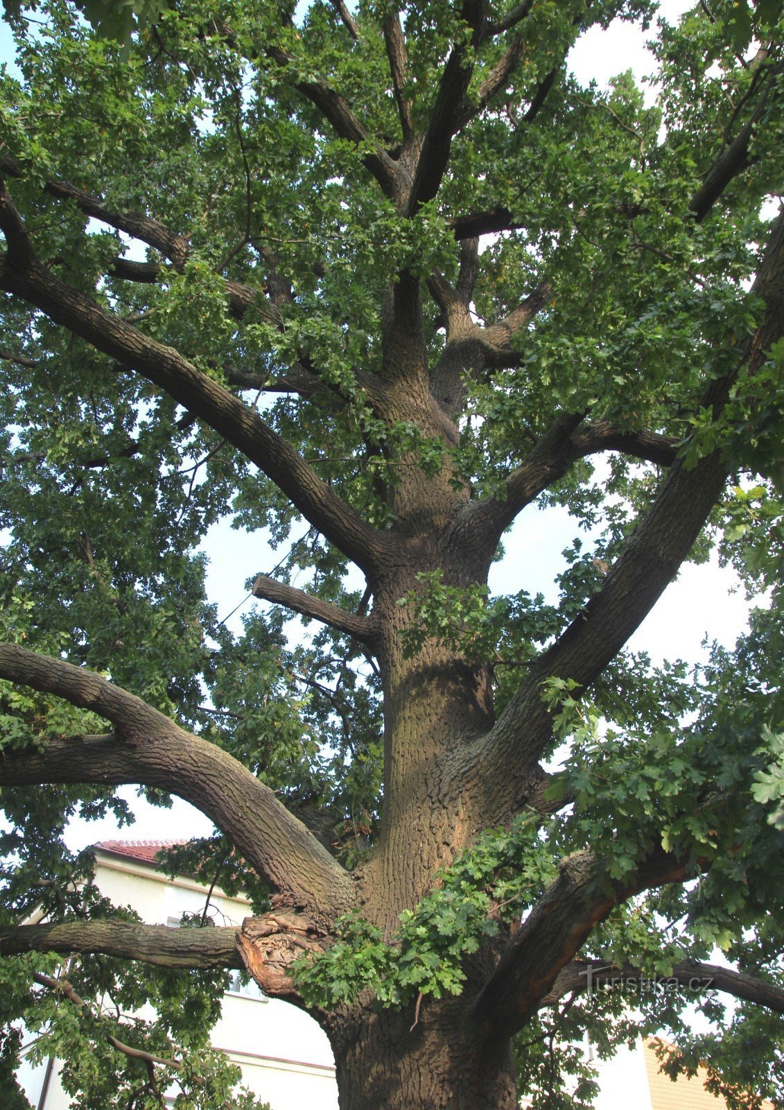 Brno-Komárov - oak tree near the church of St. Lily
