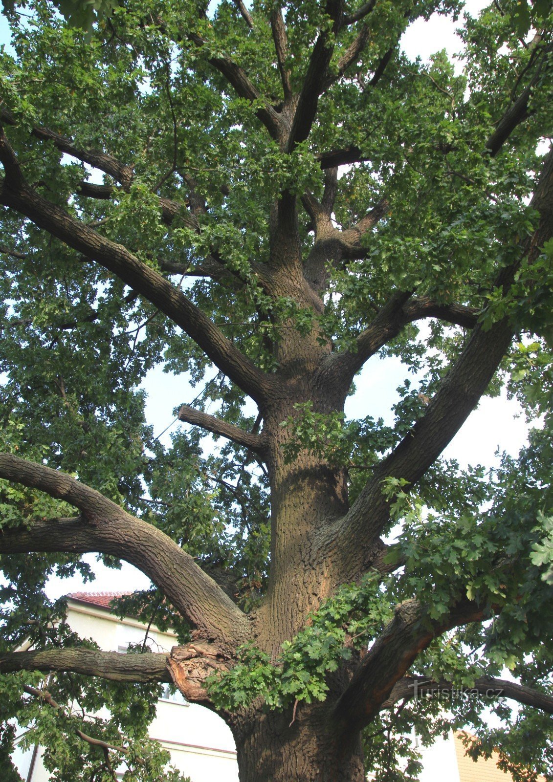 Brno-Komárov - quercia vicino alla chiesa di S. Giglio