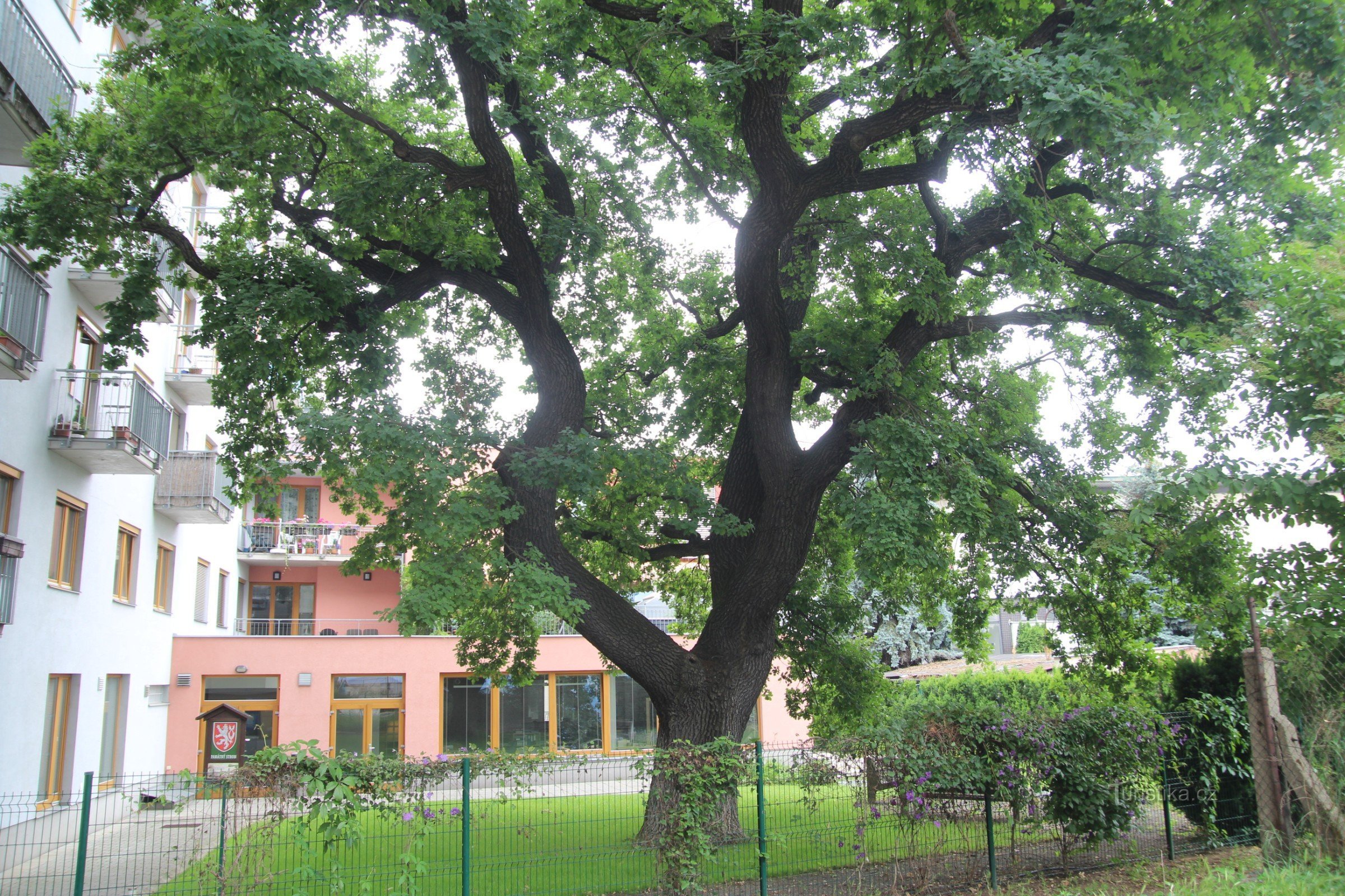 Brno - roble conmemorativo en Vídeňská