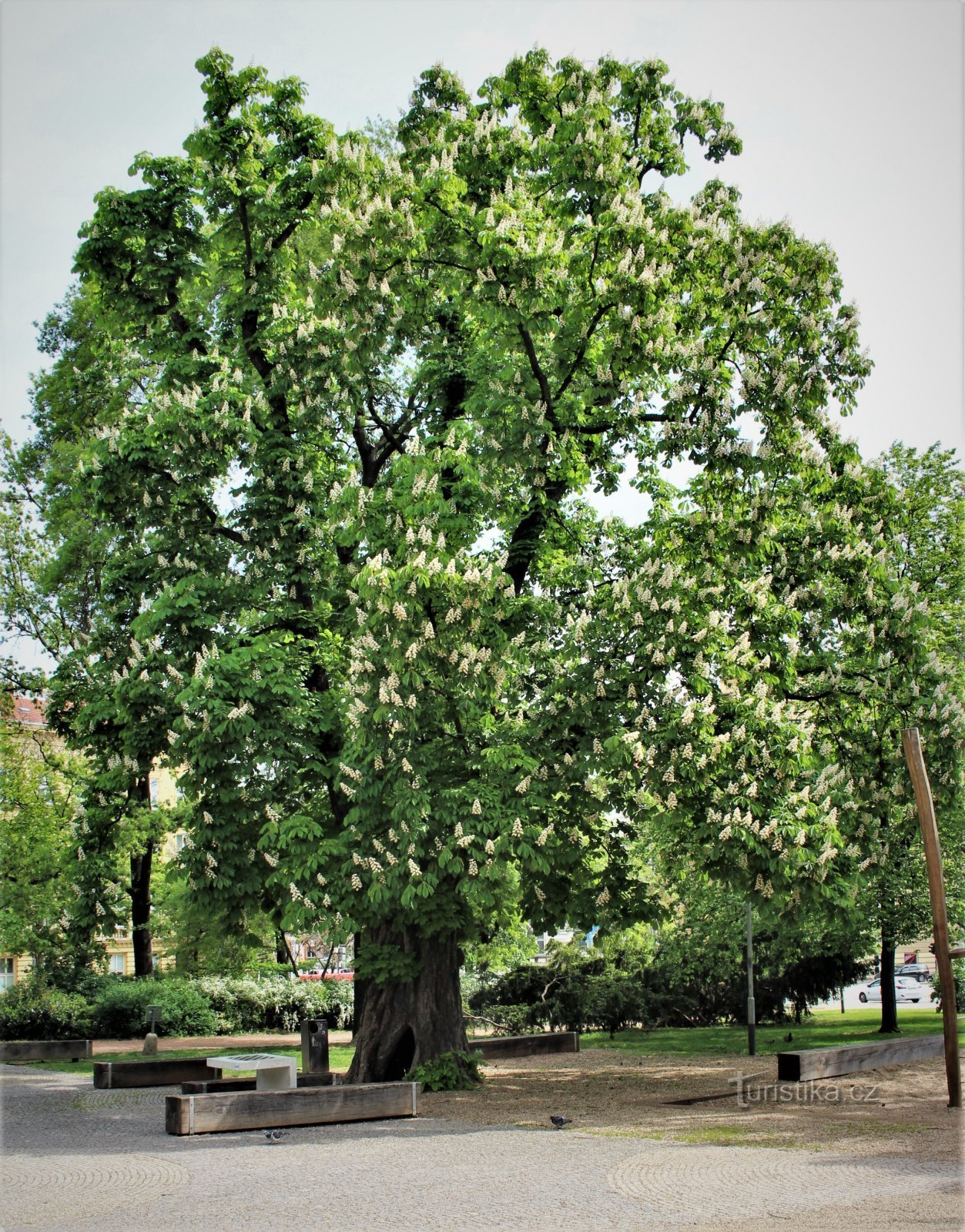 Brno - Koliště park