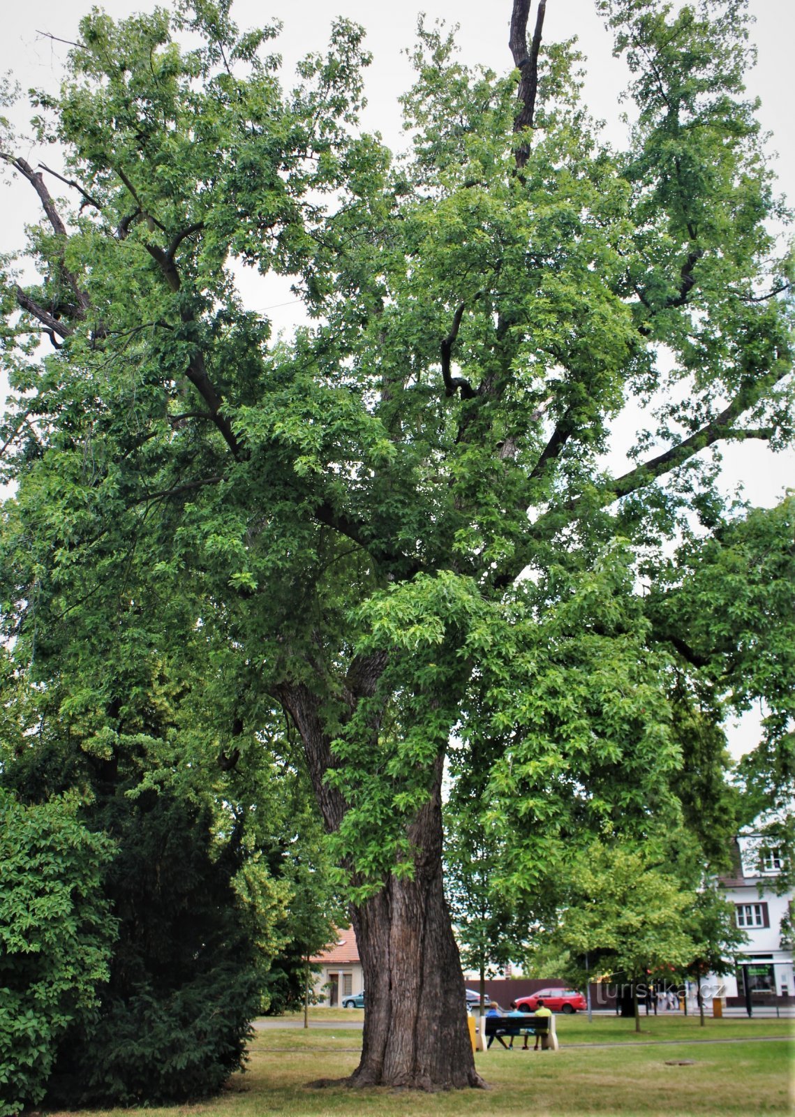 Brno-Řečkovice - arțar argintiu în parcul de pe Palackého náměstí vara