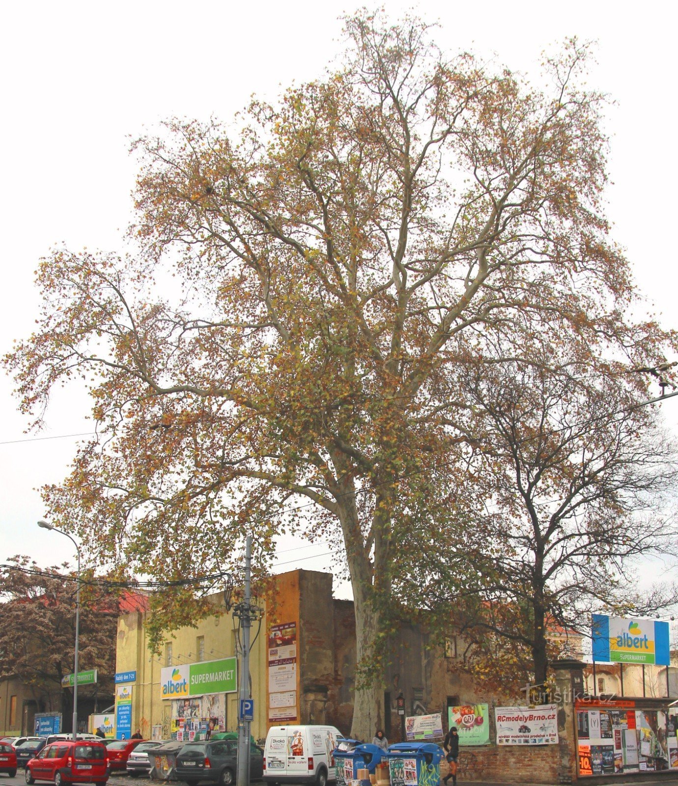 Brno-Veveří - památný platan javorolistý