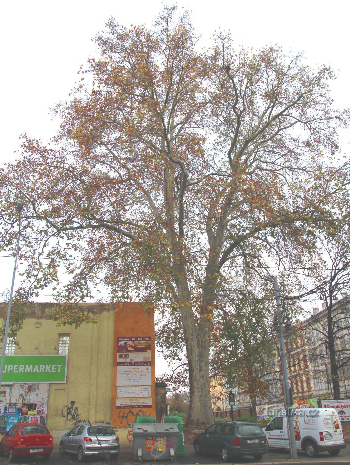 Brno-Veveří - un sicomoro commemorativo