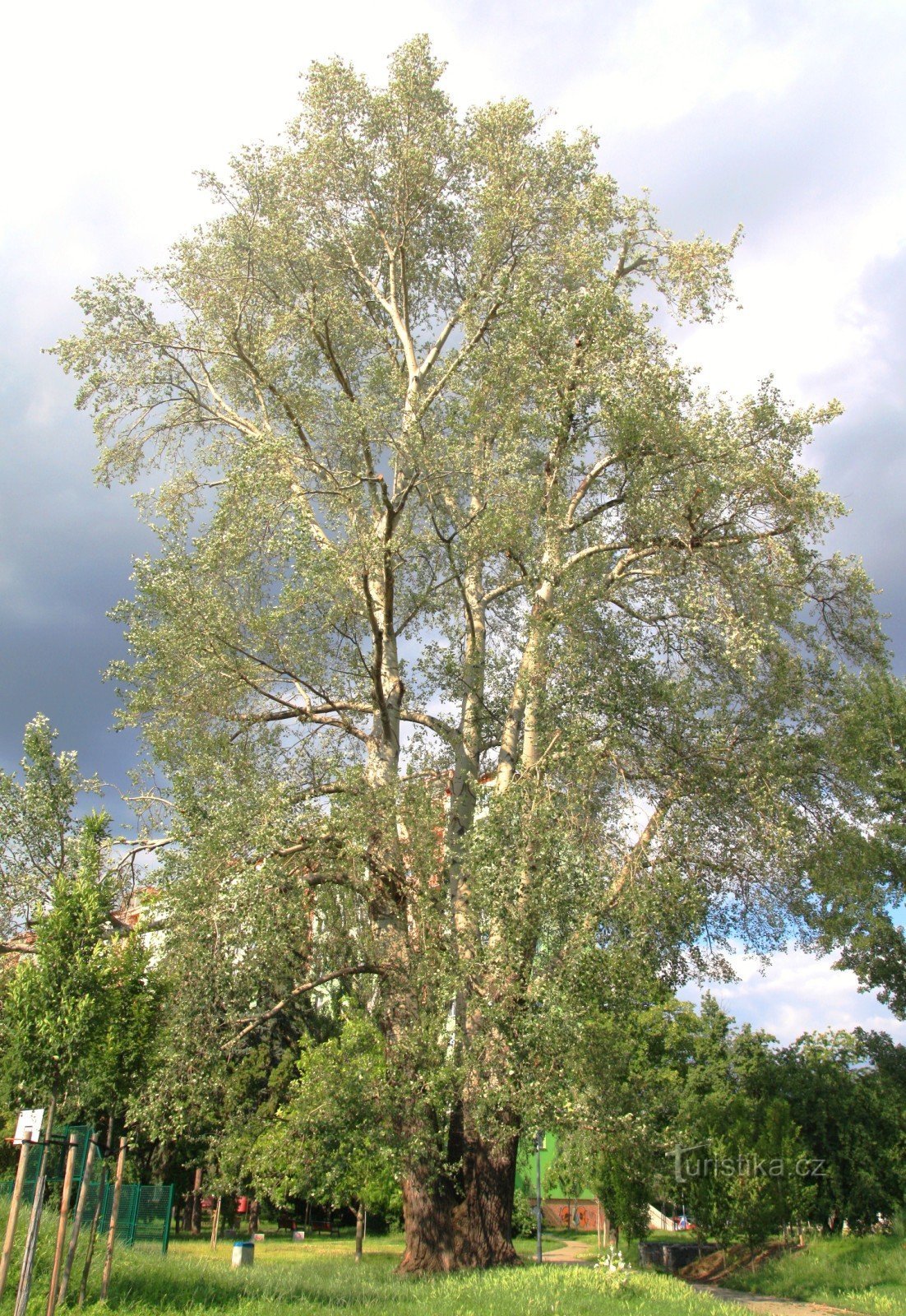 Brno-Židenice - white poplar