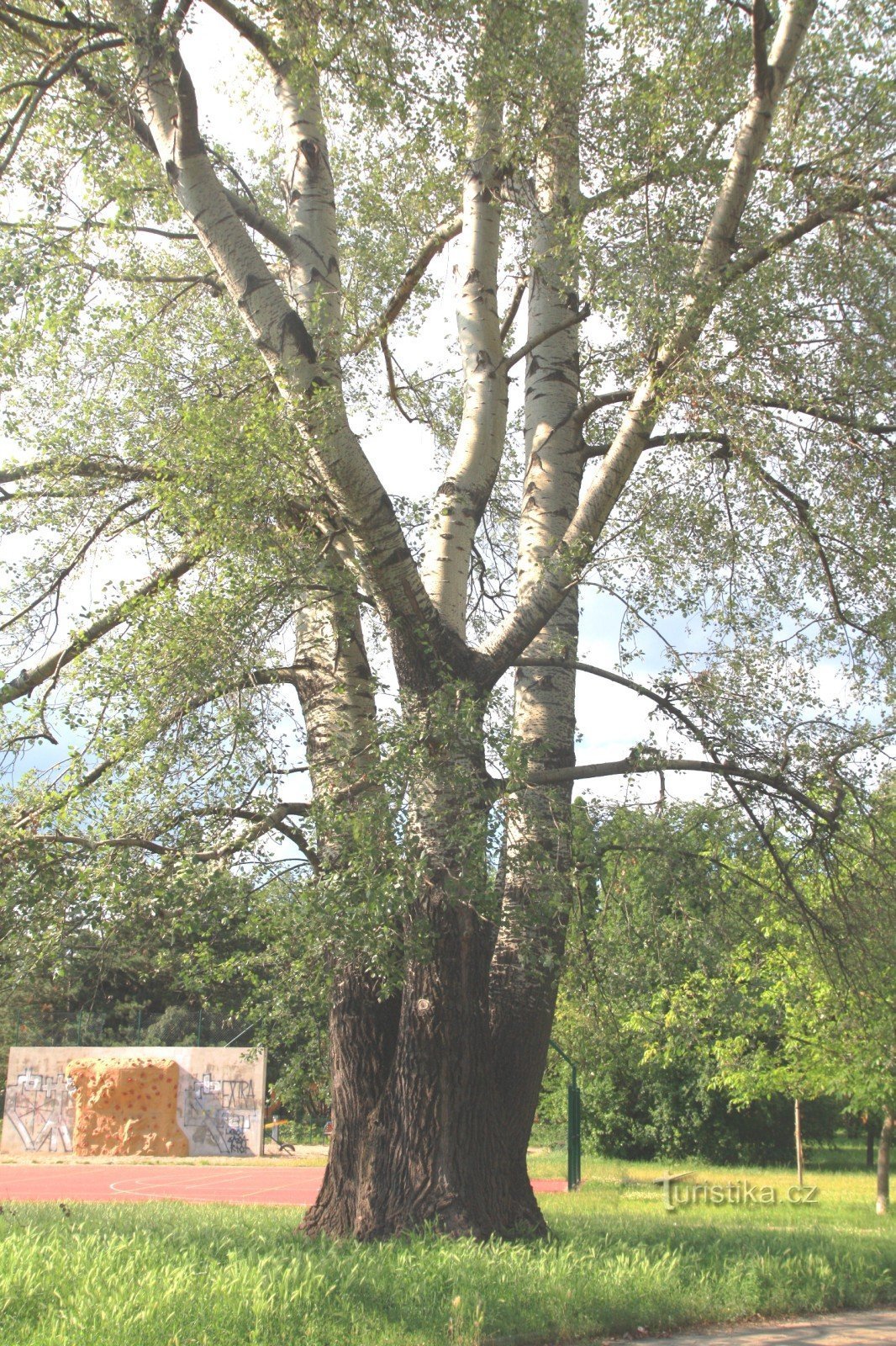 Brno-Židenice - white poplar