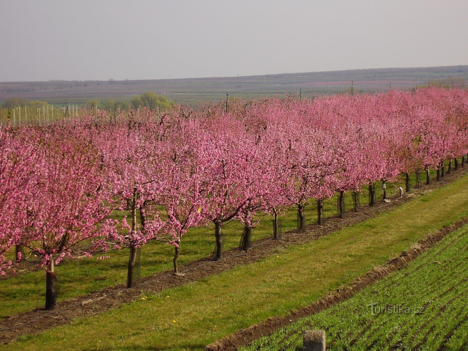 Perzikboomgaard in bloei 13/4/2008