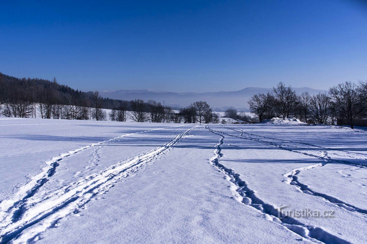 Mirtillo rosso inverno